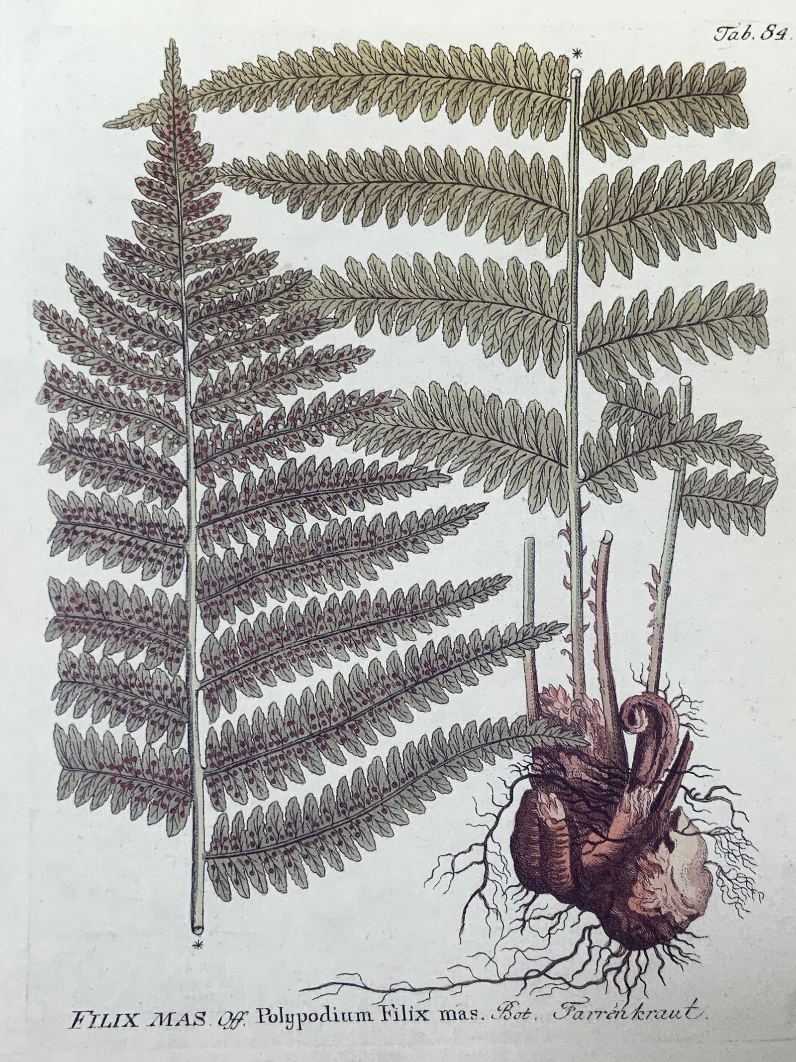 Horticulture Fern Matted Lithograph Filix Mas (1 of 11)