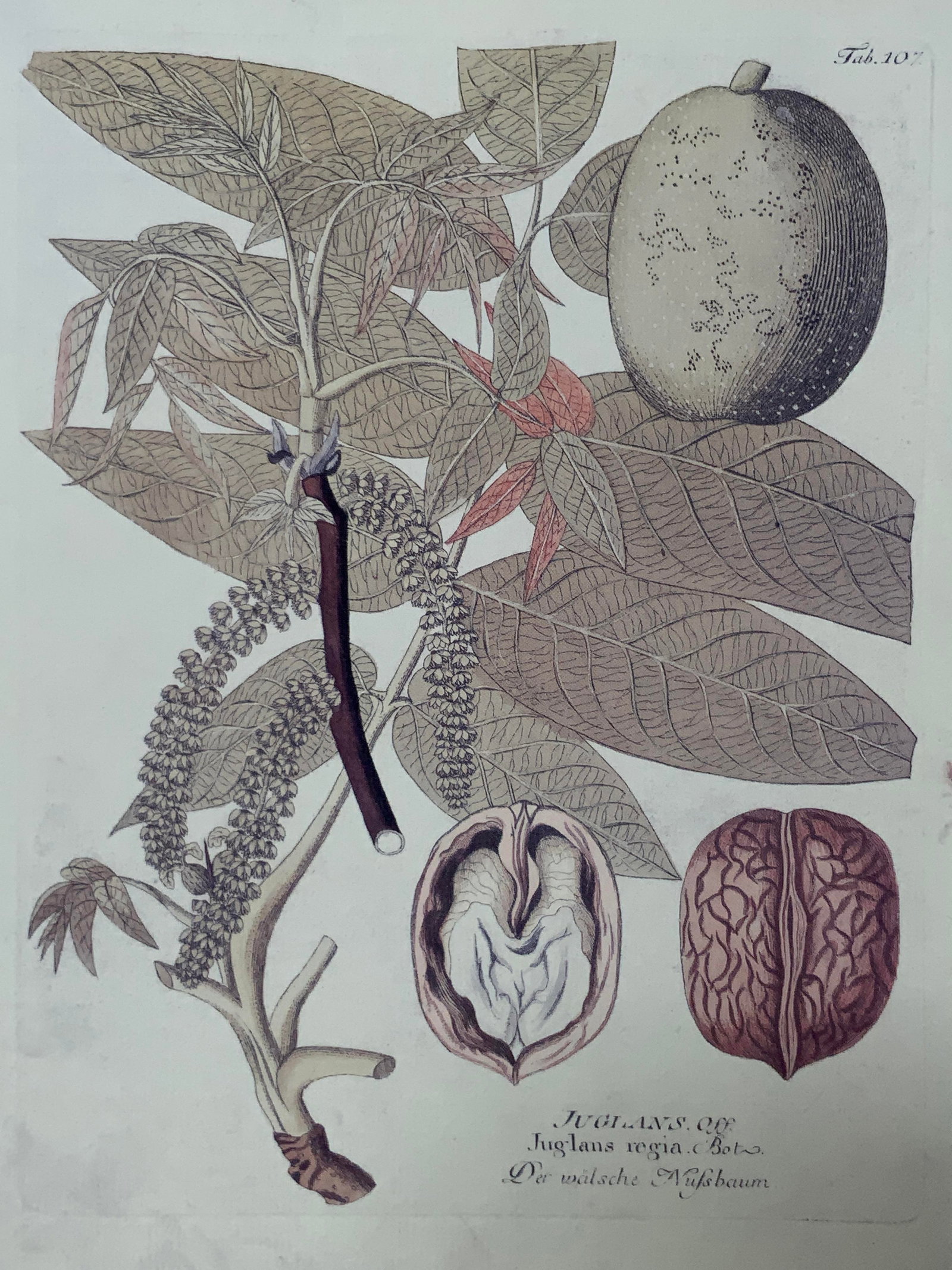 Horticulture Fern Matted Lithograph Juglans Regia: Lithograph on paper. Subject depicts Juglans Regia or a Walnut and Walnut tree branch. Used in medicine for its antimicrobial and anticancer properties. Lower caption reads JUGLANS. Juglans Regia. Bot