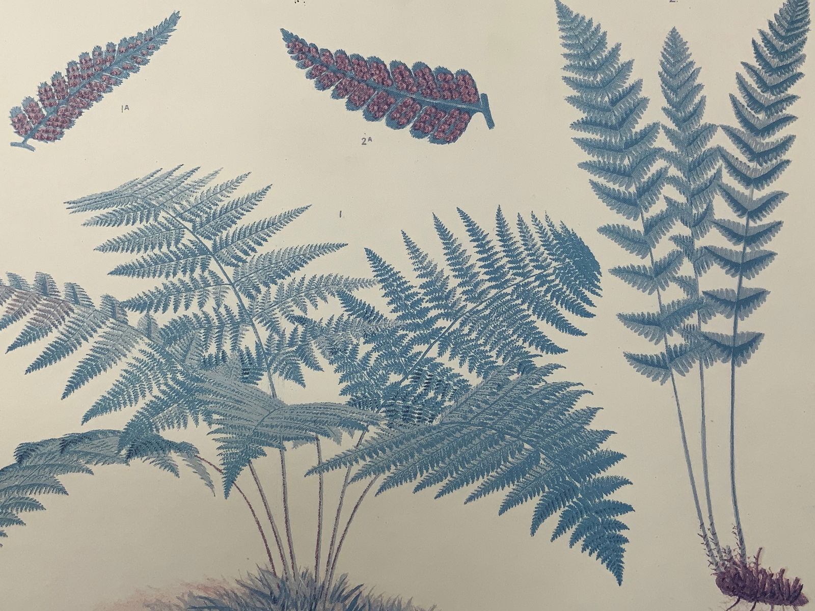 Antique 1879 Cassels European Ferns Lithograph (1 of 10)
