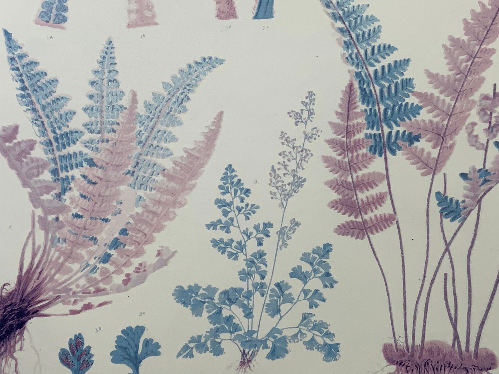 Antique 1879 Cassels European Ferns Lithograph (1 of 12)