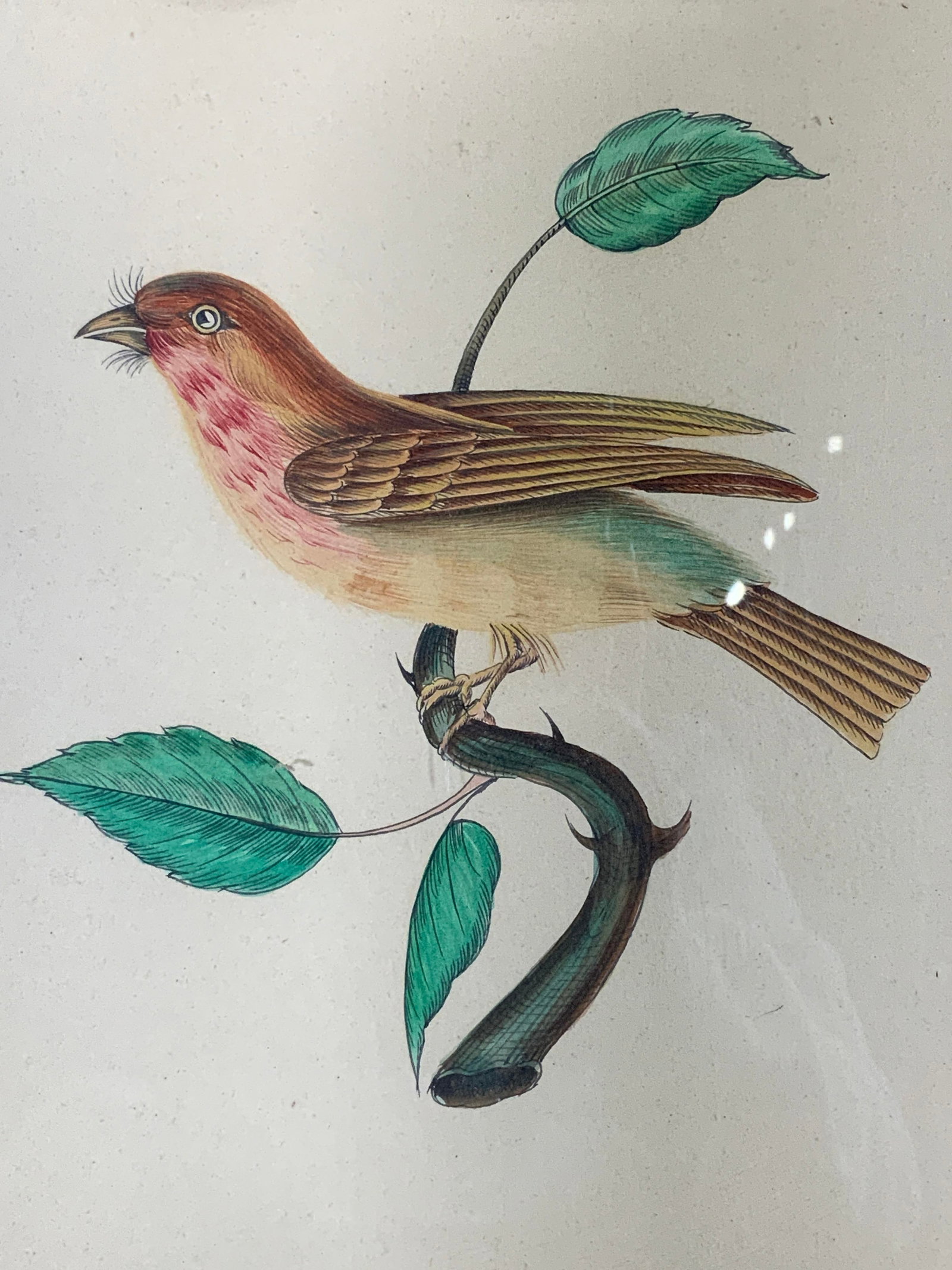 Framed Original Watercolor Waiting Linnet: Watercolor on paper. Subject depicts a common linnet sitting on a branch with foliage. Framed in a wooden frame. Frame measures approx. 13 W x 16 H in. Window measures approx. 11.5 W x 14.5 H in. Not 