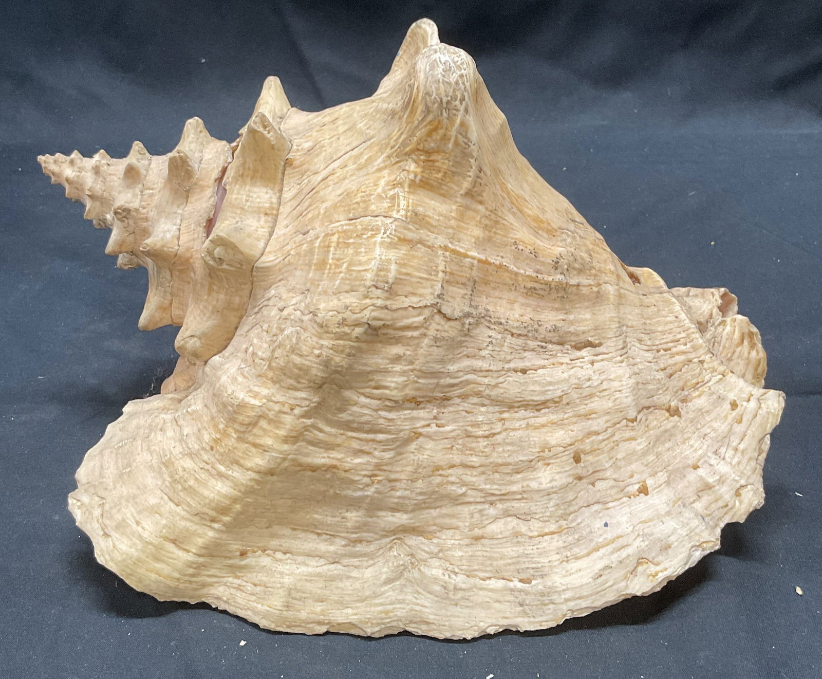 Vintage Conch Shell, 10 Inches Long (1 of 6)