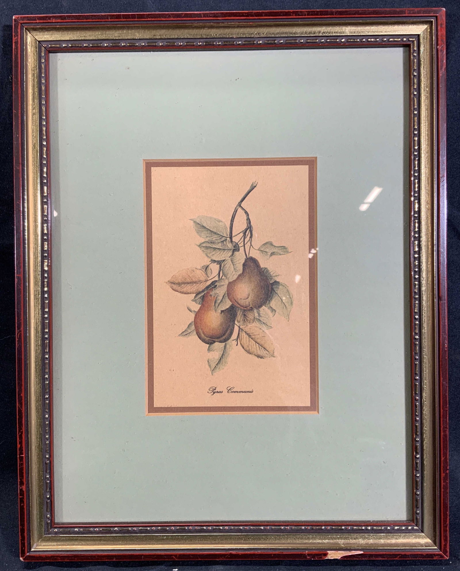 Botanical Study Pyrus Communis Pear Litho (1 of 9)