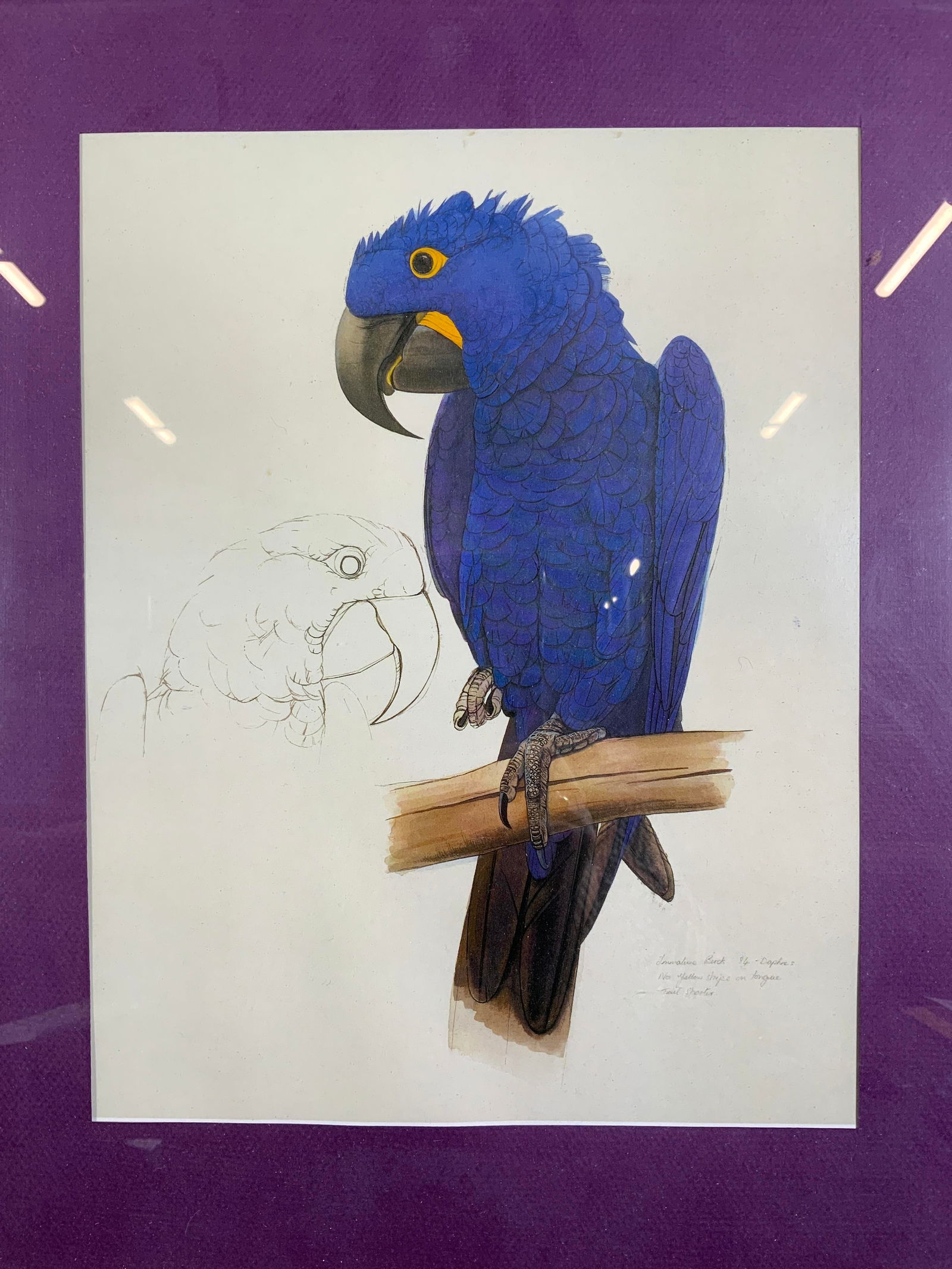 Framed Elizabeth Butterworth Blue Macaw Lithograph (1 of 8)