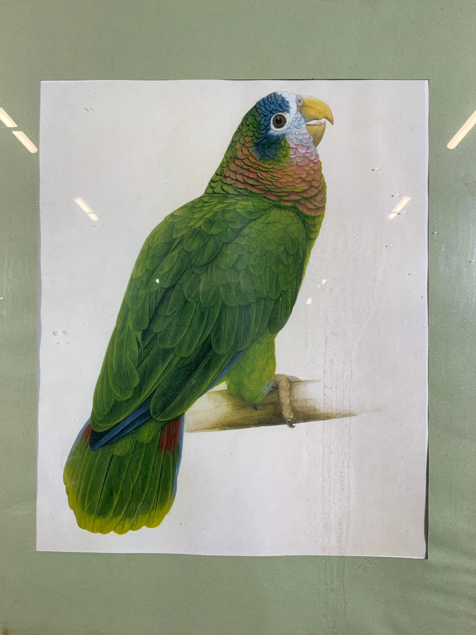 Framed Elizabeth Butterworth Amazon Parrot Litho (1 of 9)