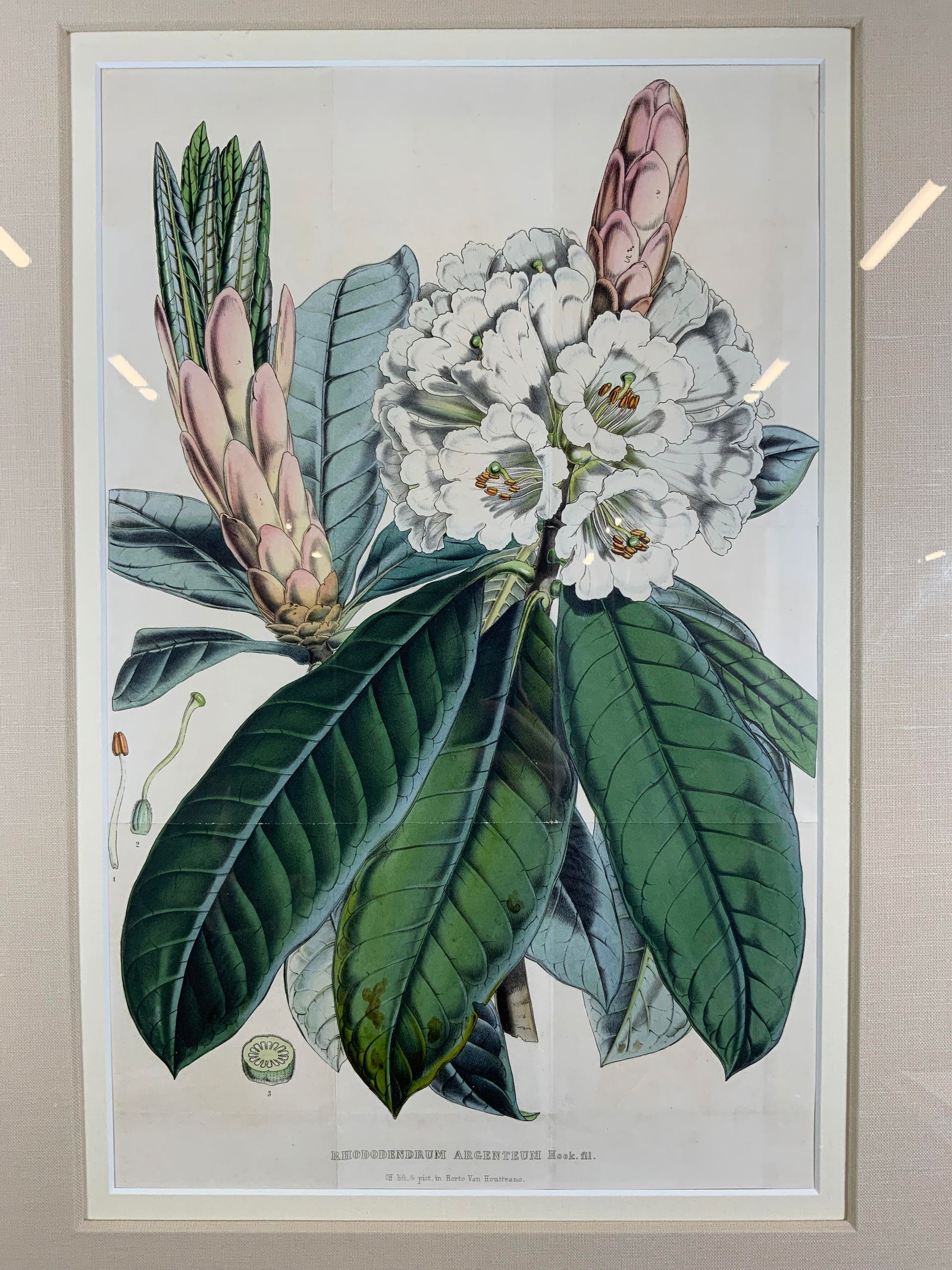 ANTQ Original Hand Colored Rhododendron Engraving (1 of 12)