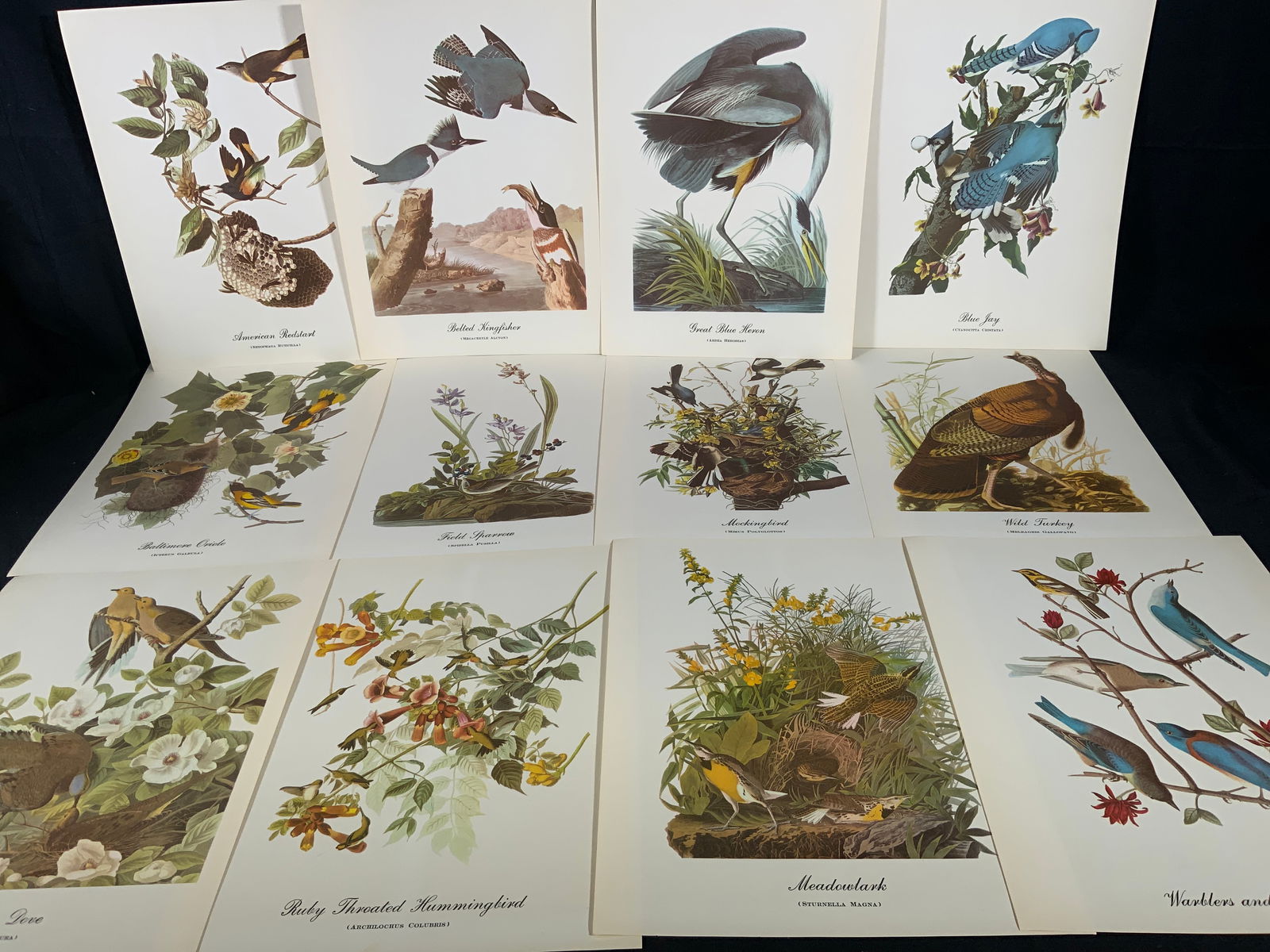 Lot 12 Titled Bird Ornithology Audubon Lithographs (1 of 8)