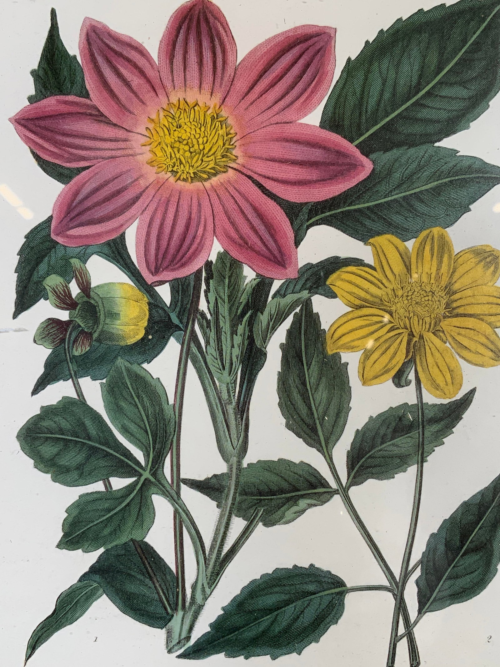 Botanical Pink Dahlia After Syd. Edwards Litho (1 of 9)