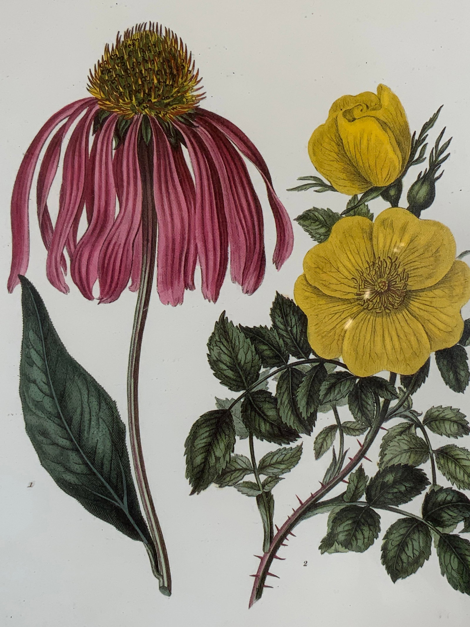 Botanical Purple Rudbeckia After Syd.Edwards Litho (1 of 10)