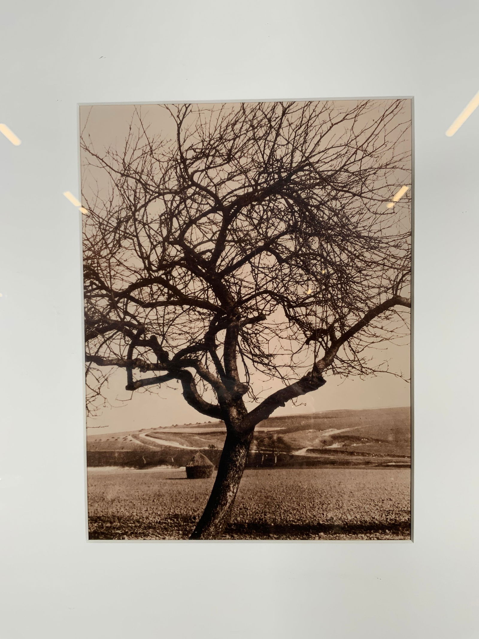 Framed Sepia Toned Barren Line Tree Photograph (1 of 7)