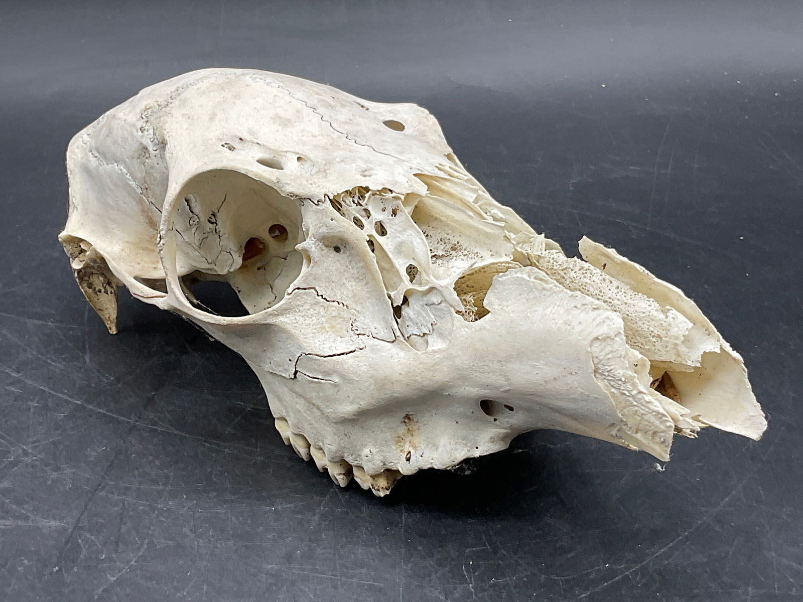 Deer Skull W/ Teeth, Animal Skull Oddity: A deer skull with teeth. Measures approx. 3H x 8W in Measured at widest point. Losses to bone, teeth, and surface wear present. home decor, home accents, homewares, housewares, home accessories, colle