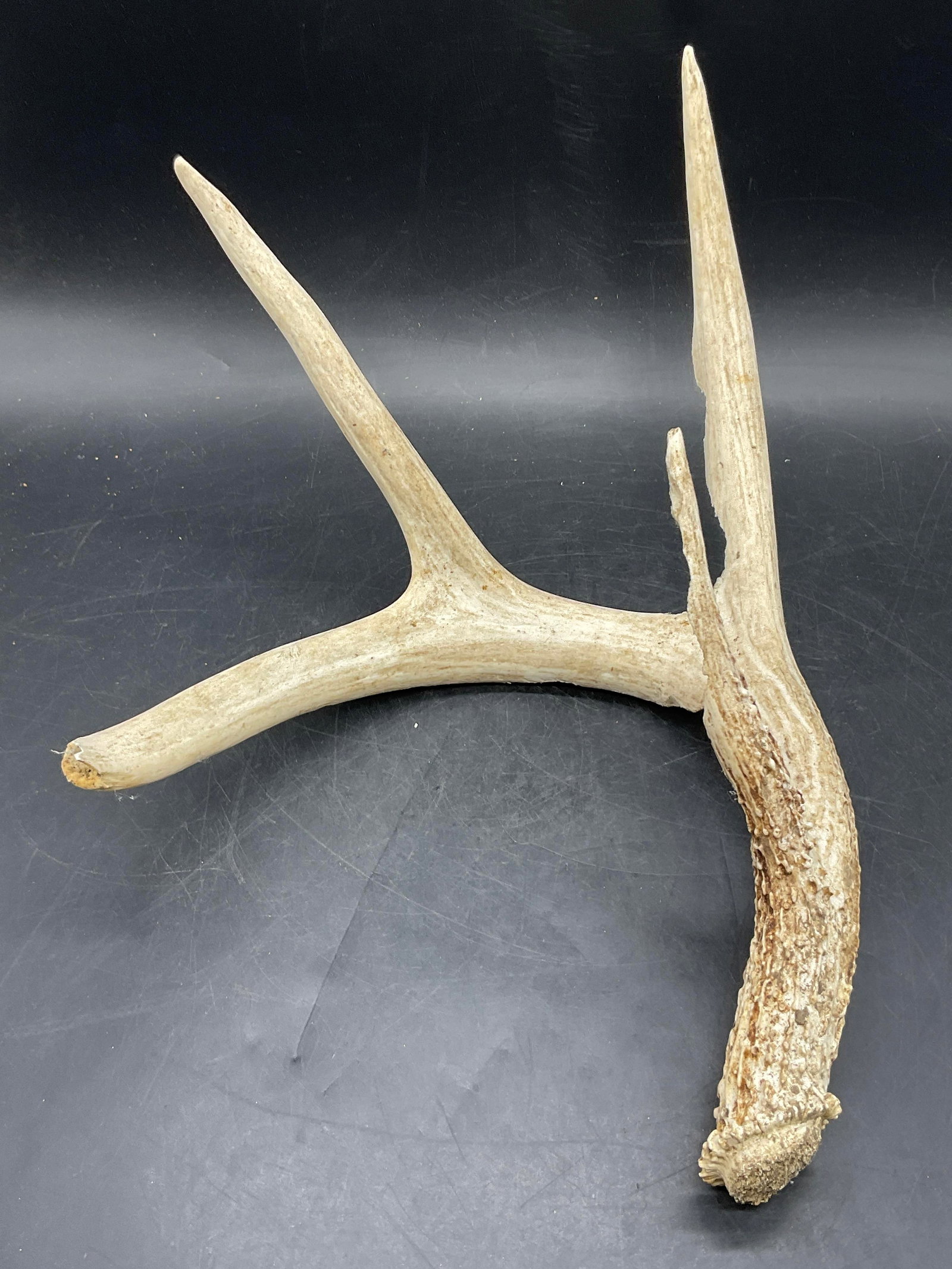 Deer Buck Antler Shed: A deer buck antler shed. Measures approx. 6.5H x 9W in. Some chipping, discoloration, and losses present. home decor, home accents, homewares, housewares, home accessories, collectibles, Decorative ar
