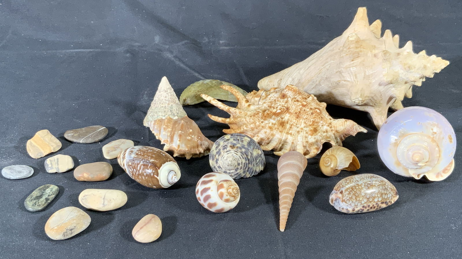 Group Lot Assorted Sea Shells Large & Small (1 of 11)
