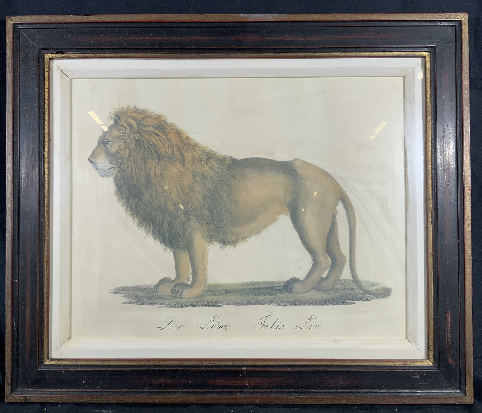 Framed Karl Brodtmann Der Lone Thelis Leo Litho: Lithograph on paper. Titled Der Lone Thelis Leo. Lothograph after the engraving by Karl Brodtmann. Subject depicts an illustration of a lone lion. Framed in a brown wooden frame. Frame measures approx