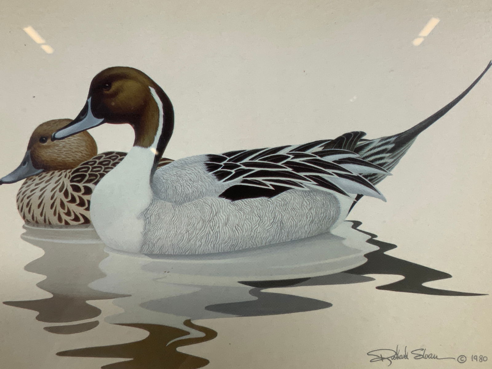 After Richard Sloan Pintail Duck Lithograph (1 of 9)