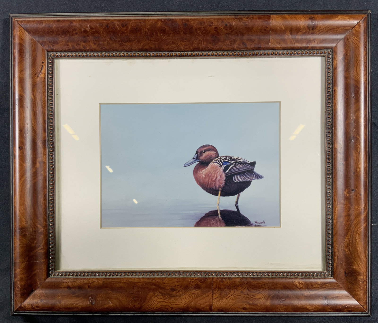 Framed Cinnamon Teal Drake Duck Lithograph (1 of 7)