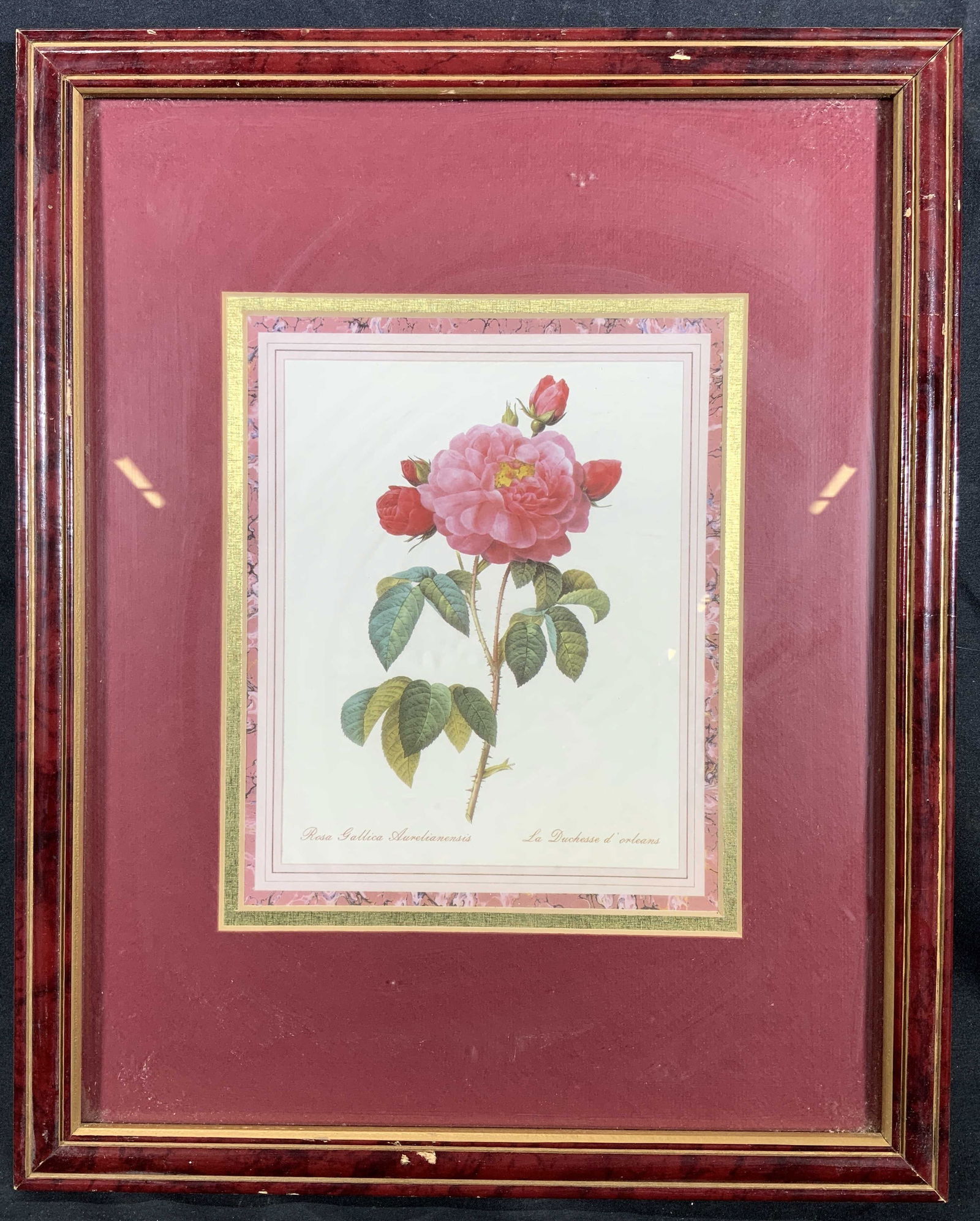 Framed Rosa Gallica Aurelianensis Rose Lithograph (1 of 8)