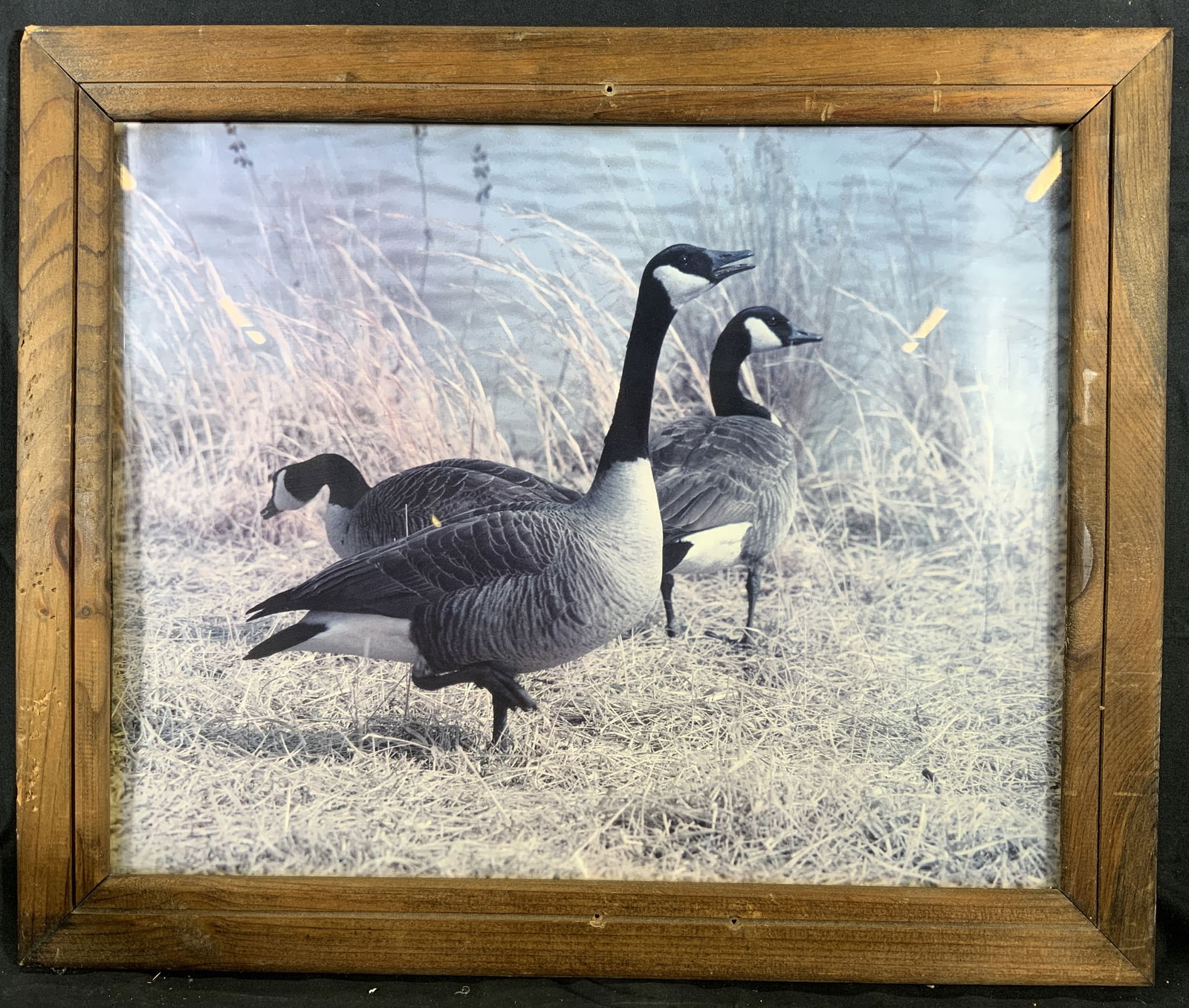 Framed Geese Grazing a Field Lithograph (1 of 9)