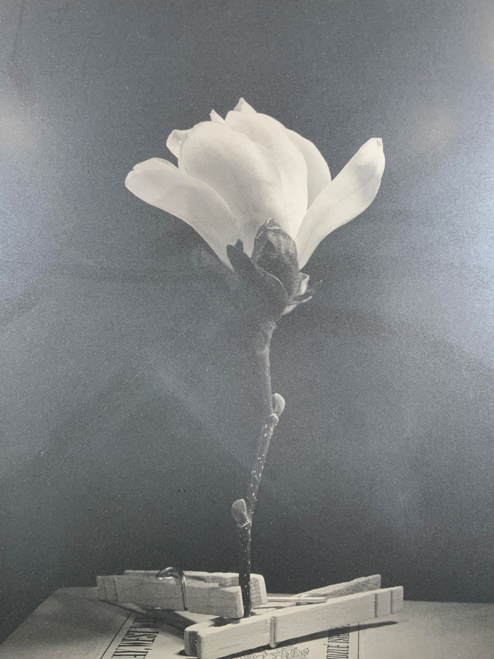 Framed Black & White Tulip Photograph (1 of 8)