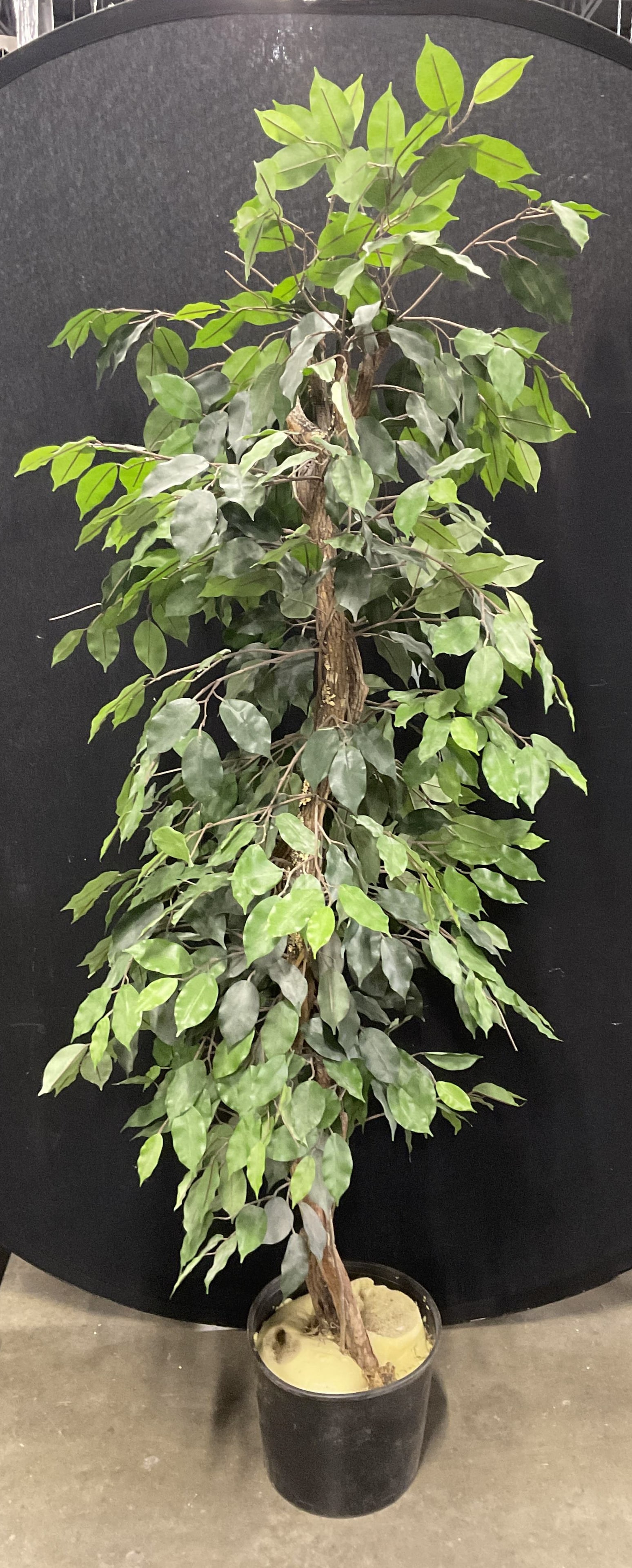 Faux Tree In Black Planter, 69.5 Inches in Height (1 of 8)