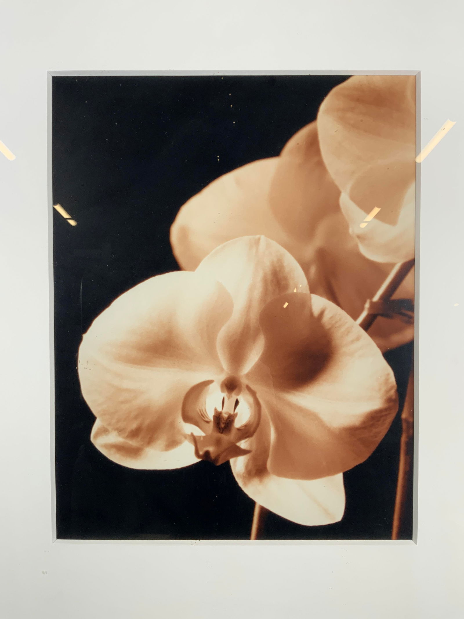 Framed Black & White Orchid Photograph (1 of 8)