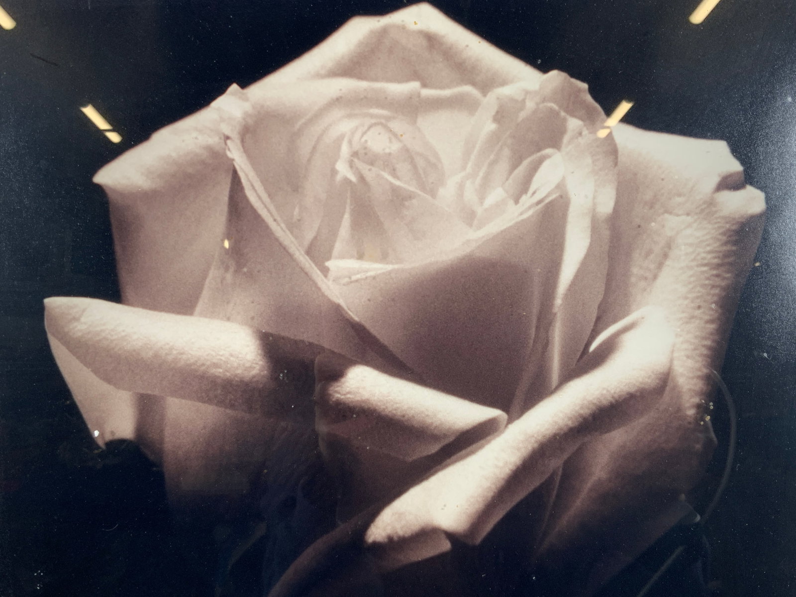 Framed Black & White Rose Bud Photograph: Photograph on paper. Subject depicts the blossoming of a rose Bud in black and white. Framed in a silver gilt wooden frame. Frame measures approx. 23 W x 21 H in. Window measures approx. 20 W x 18 H i