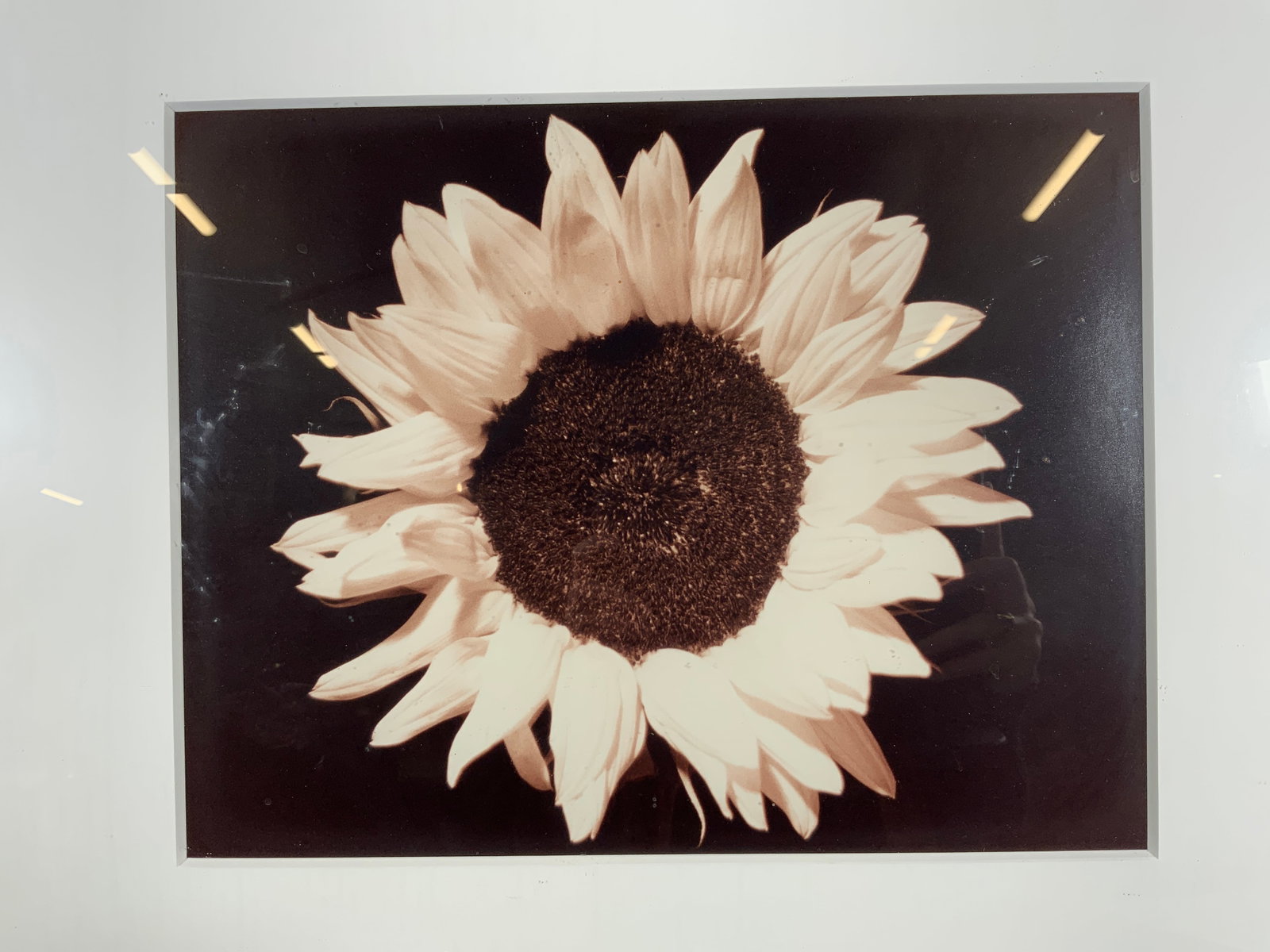 Framed Black & White Sunflower Photograph: Photograph on paper. Subject depicts a black and white photo of a sunflower. Framed in a silver gilt wooden frame. Frame measures approx. 21 W x 23 H in. Window measures approx. 18 W x 20 H in. Not vi