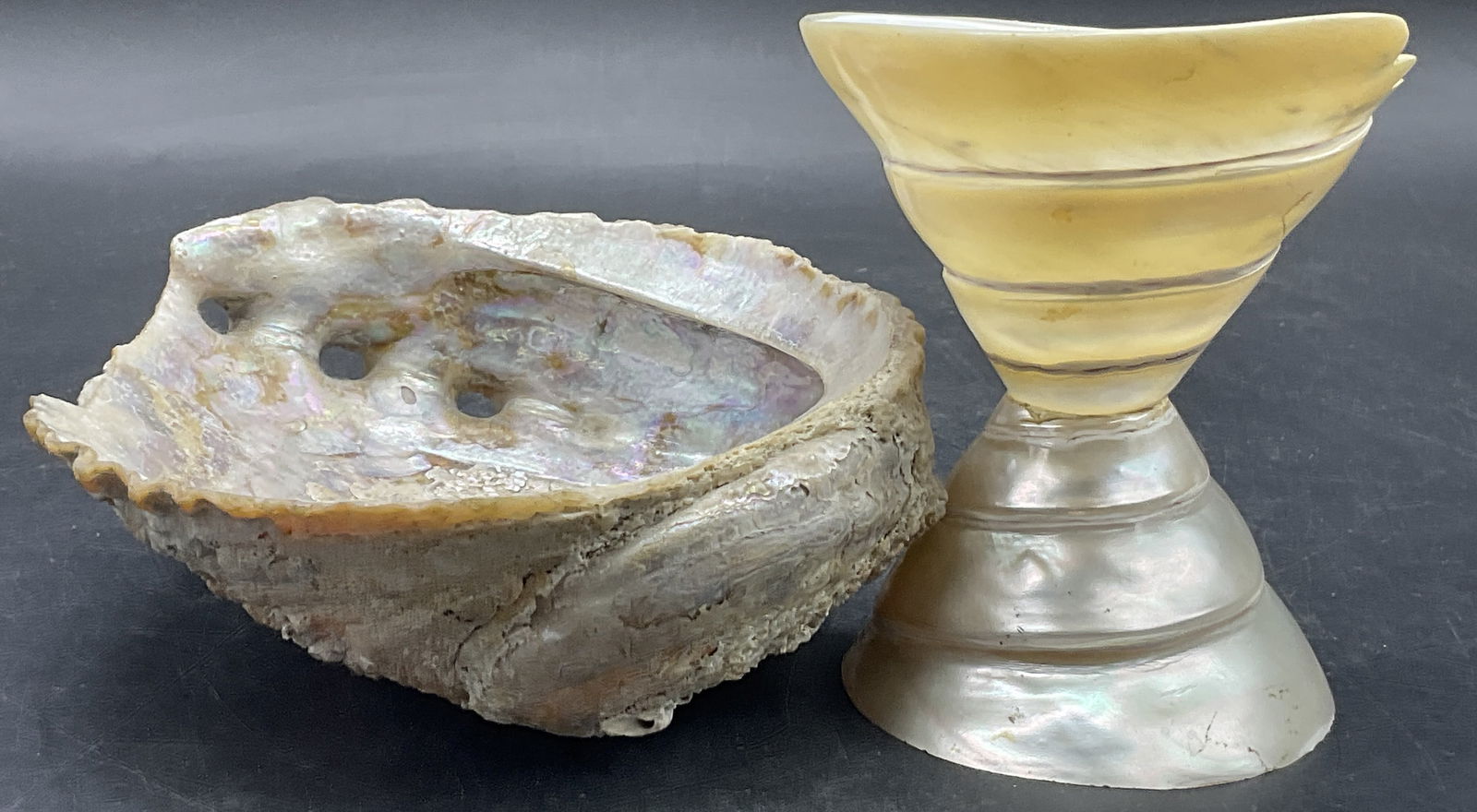 Lot 2 Abalone & Natural Shell Specimens (1 of 8)