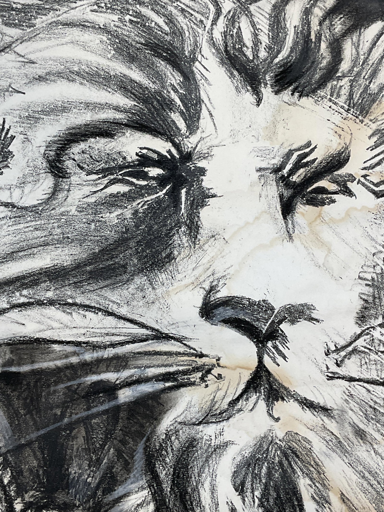 Lion Head, Charcoal Drawing on Paper: Charcoal drawing on paper of a lions head. Black on white paper. Paper measures approx 17.25 x 13 inches. Wear including discoloration, buckling, and smudging. Art, works on paper, drawings, charcoal 