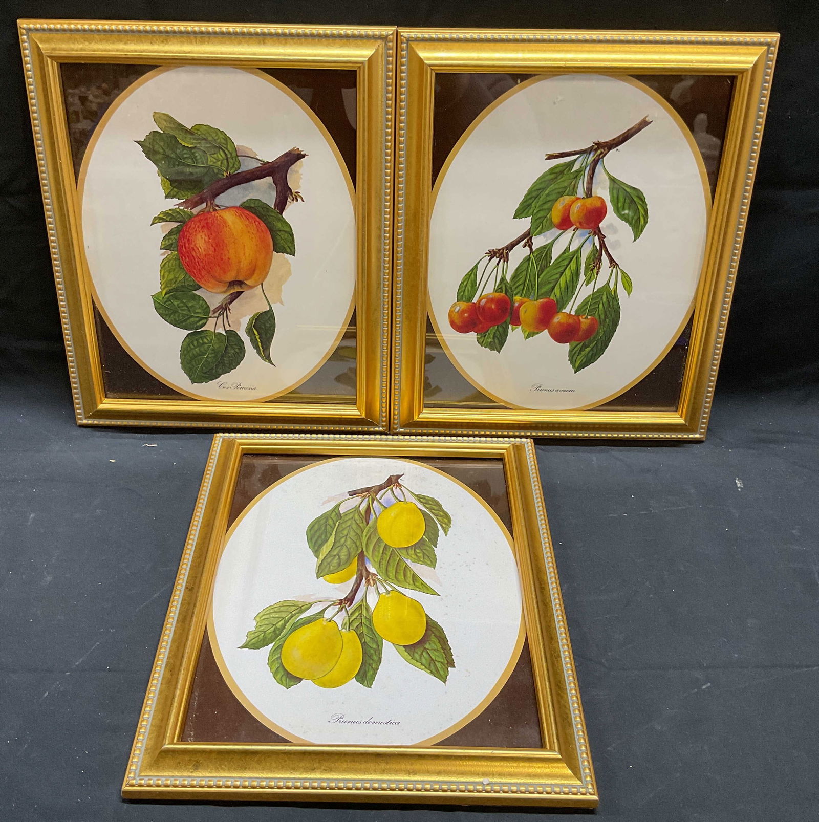 Lot 3 Framed Botanical Lithograph Prints (1 of 7)