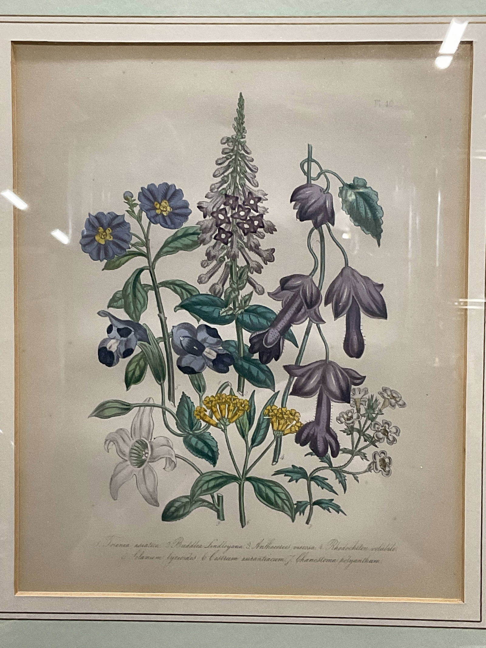 Framed Botanical Watercolor Lithograph (1 of 6)