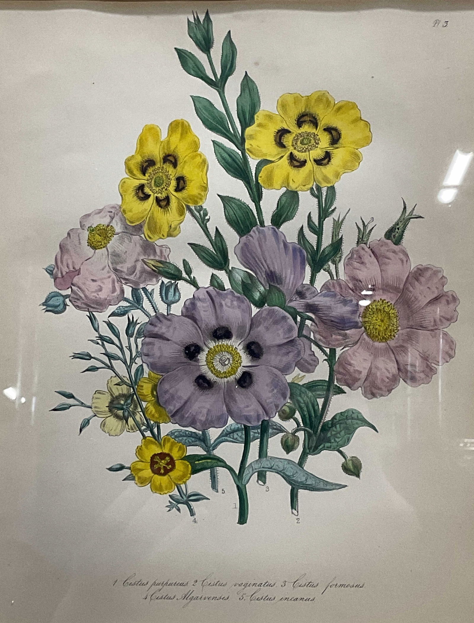 Framed Botanical Watercolor Lithograph (1 of 6)