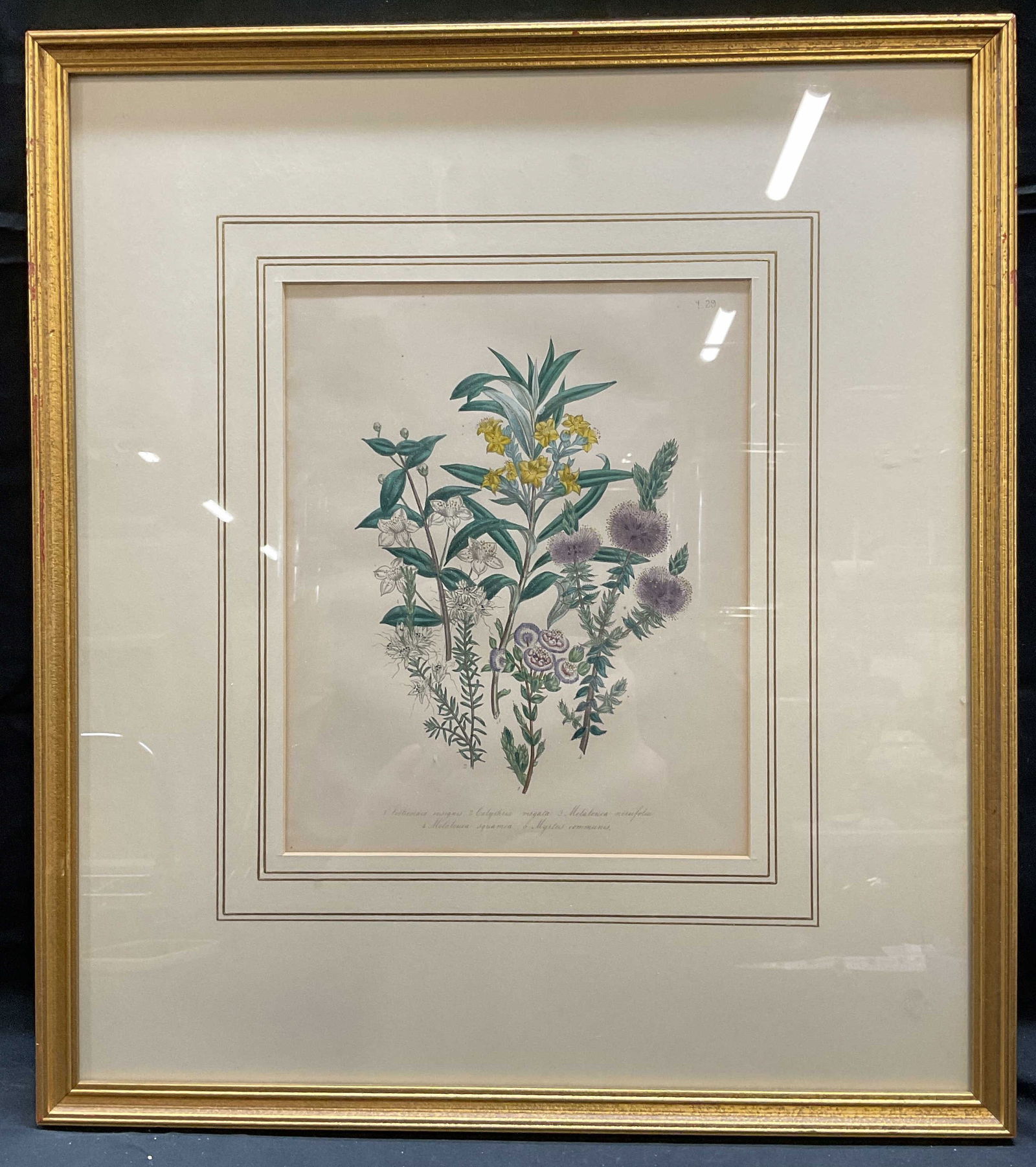 Framed Botanical Watercolor Lithograph (1 of 6)