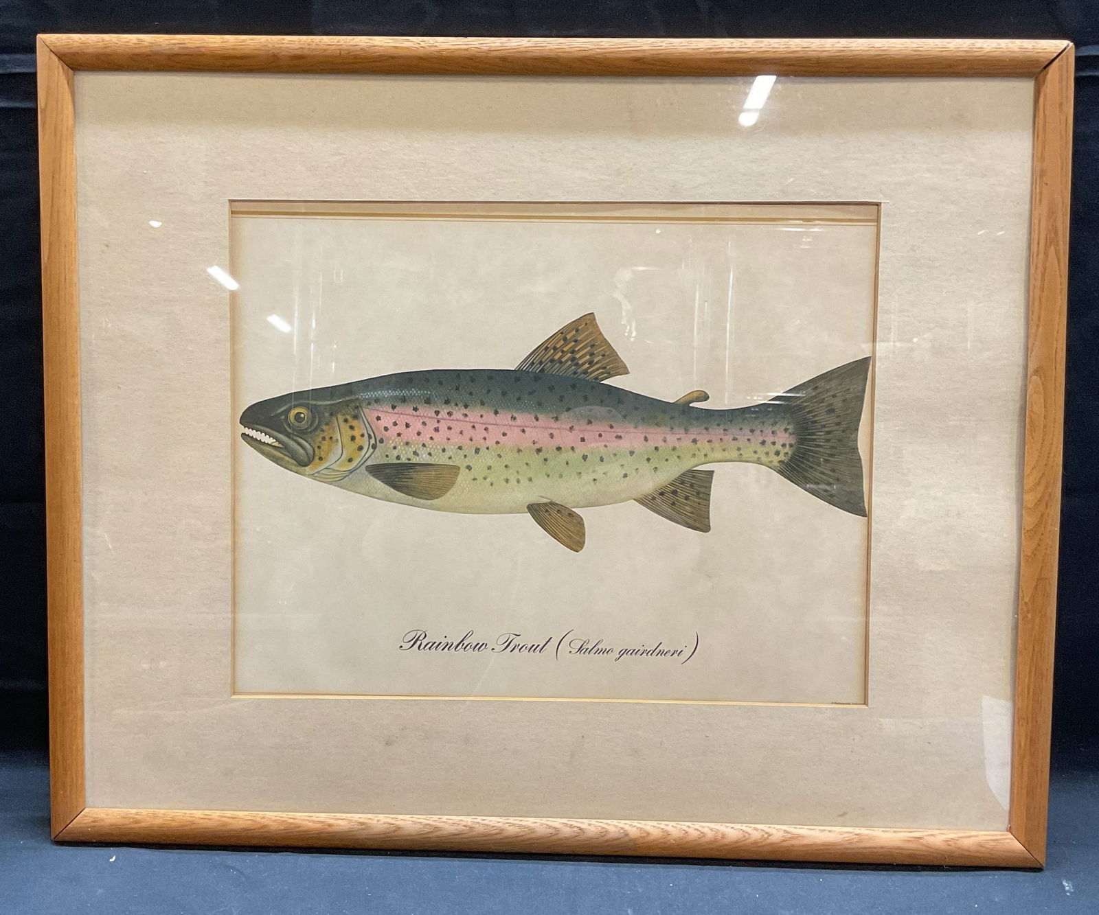 Framed Rainbow Trout Taxonomy Lithograph (1 of 6)