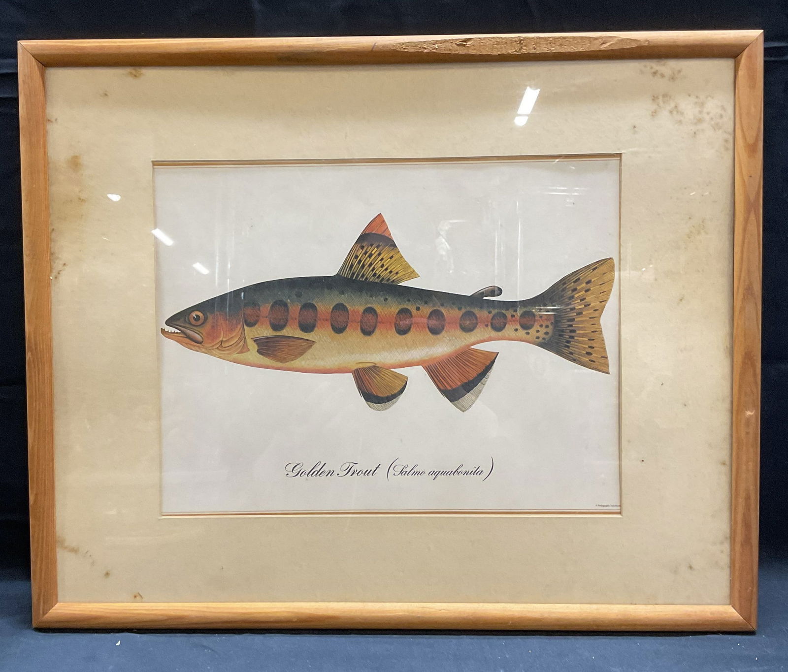 Framed Golden Trout Taxonomy Lithograph (1 of 7)