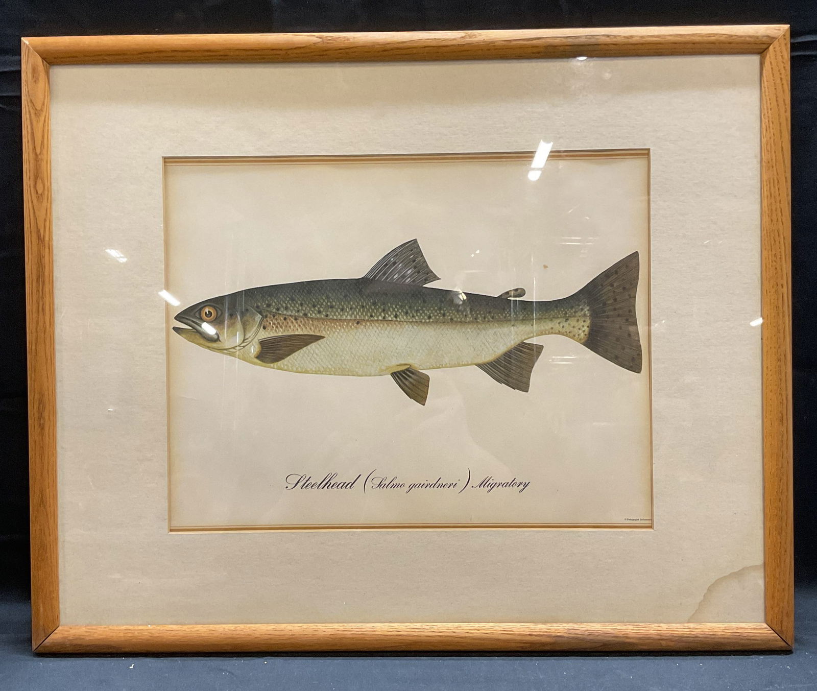 Framed Steelhead Salmon Taxonomy Lithograph (1 of 6)