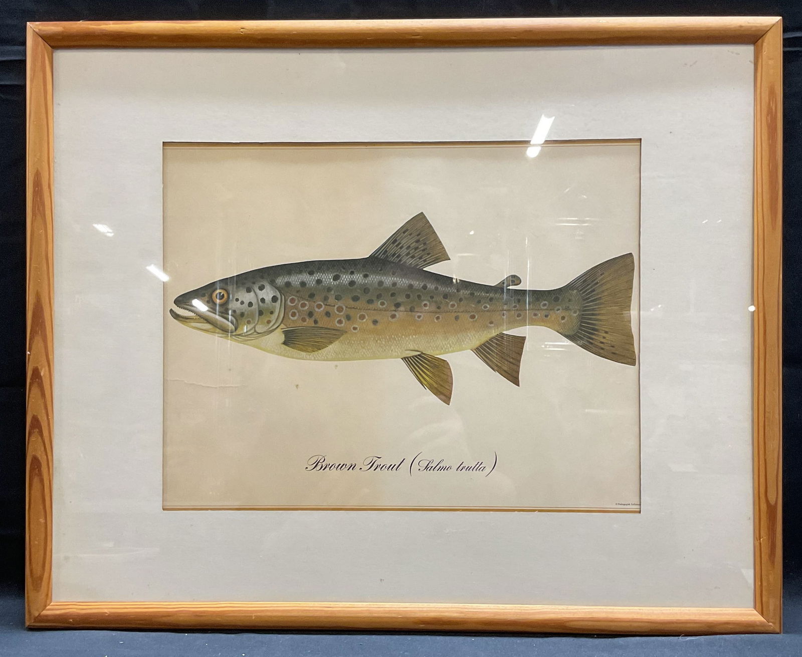 Framed Brown Trout Taxonomy Lithograph (1 of 6)