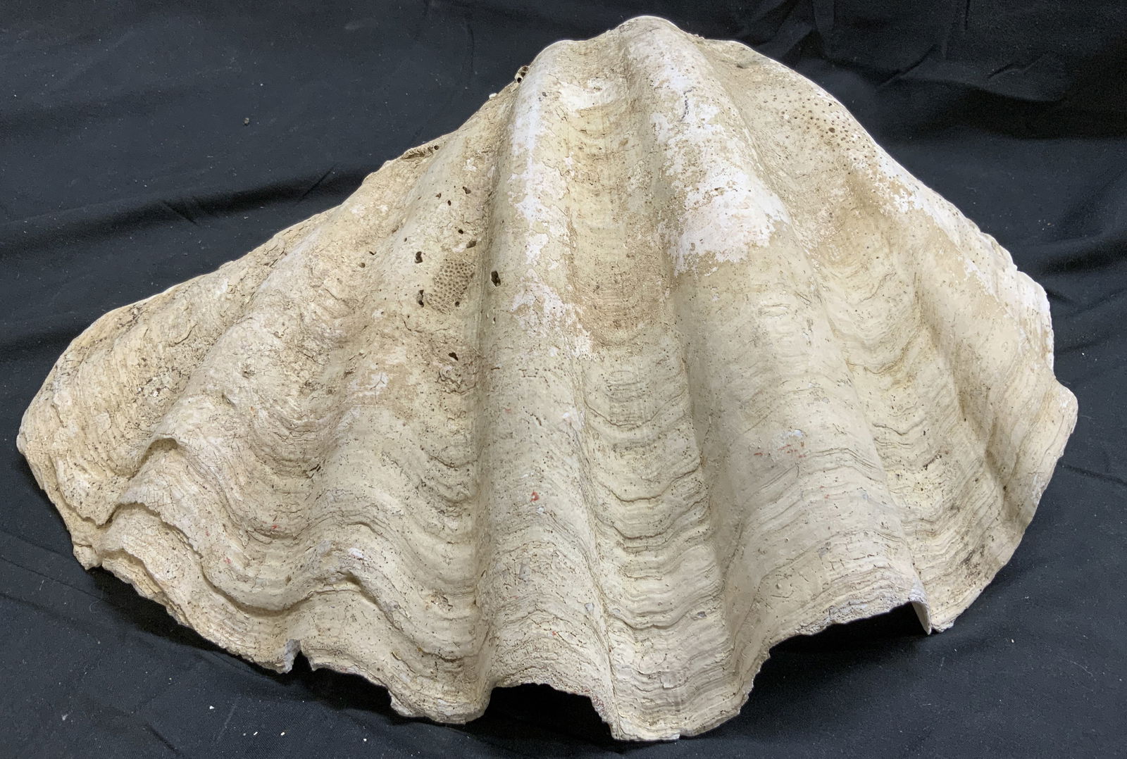 Giant Clam Mollusk Shell White (1 of 8)