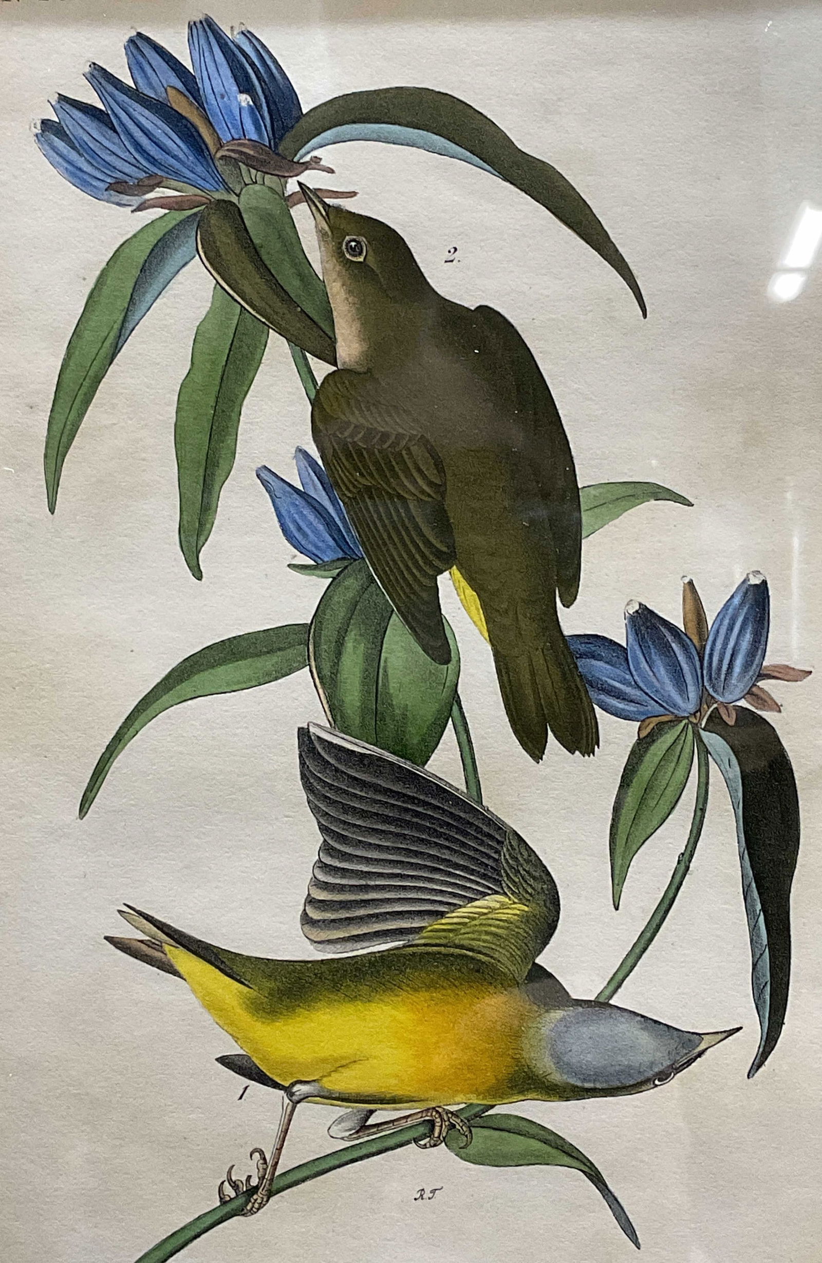 Antq Audubon Warbler Birds of America Lithograph (1 of 6)
