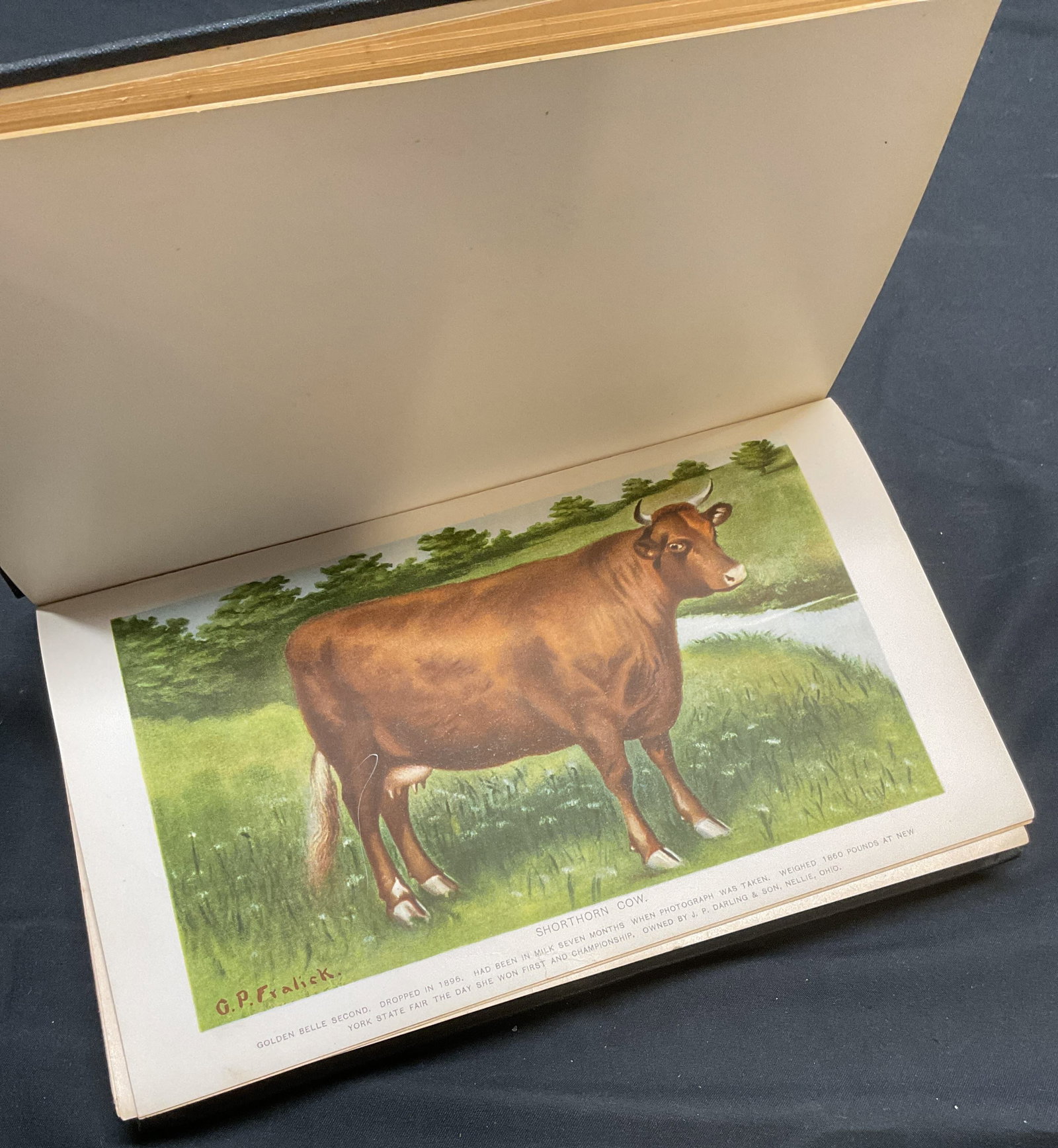 Antique New York Farmers Report 1901, Illustr: Antique hardcover copy of Bureau of Farmers Institutes Report For Year 1901. Published by J. B. Lyon Company, 1902. State of New York Department of Agriculture. Contains some illustrations. Measures a