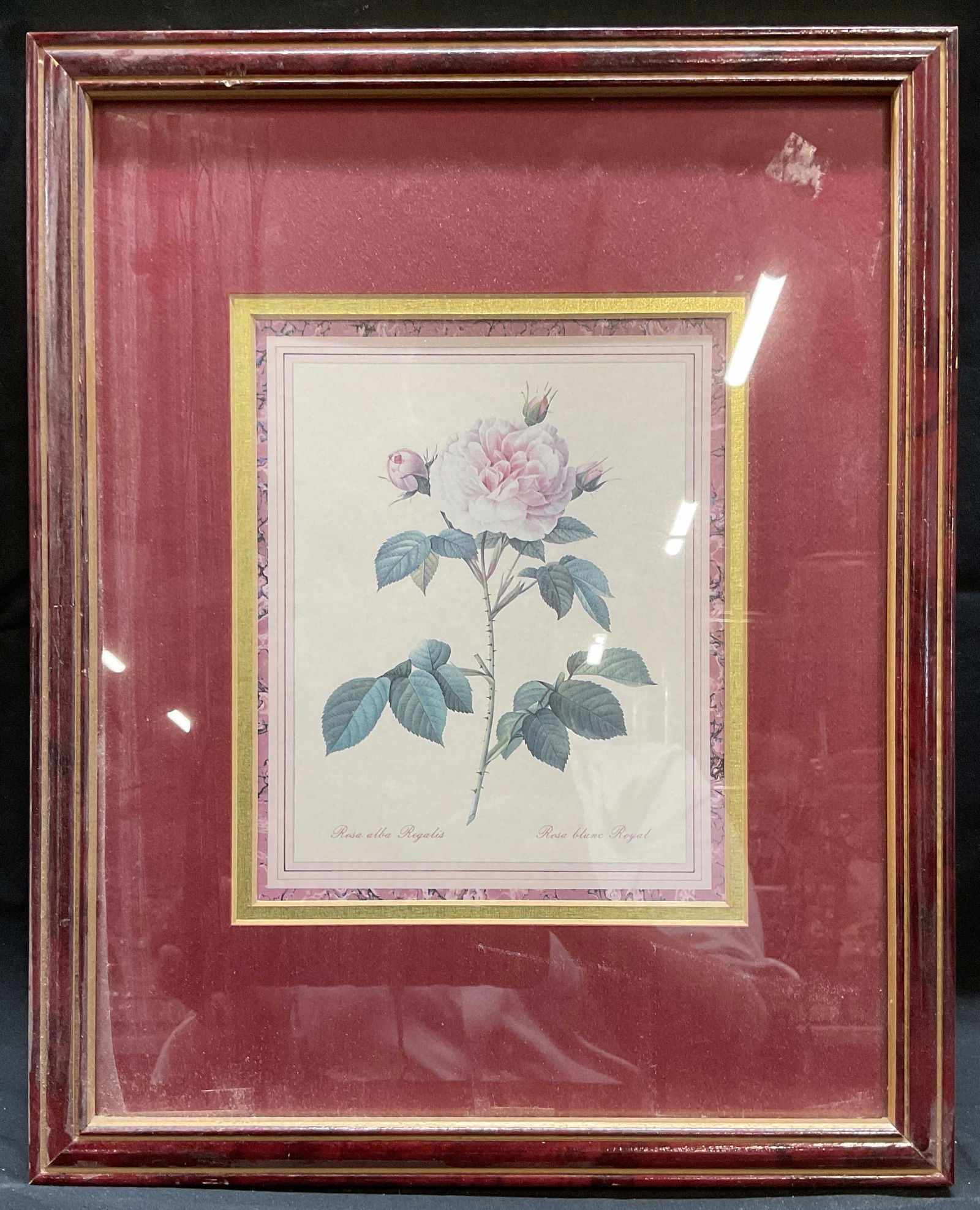 Framed After Redoute Rosa Alba Regalis Lithograph (1 of 6)