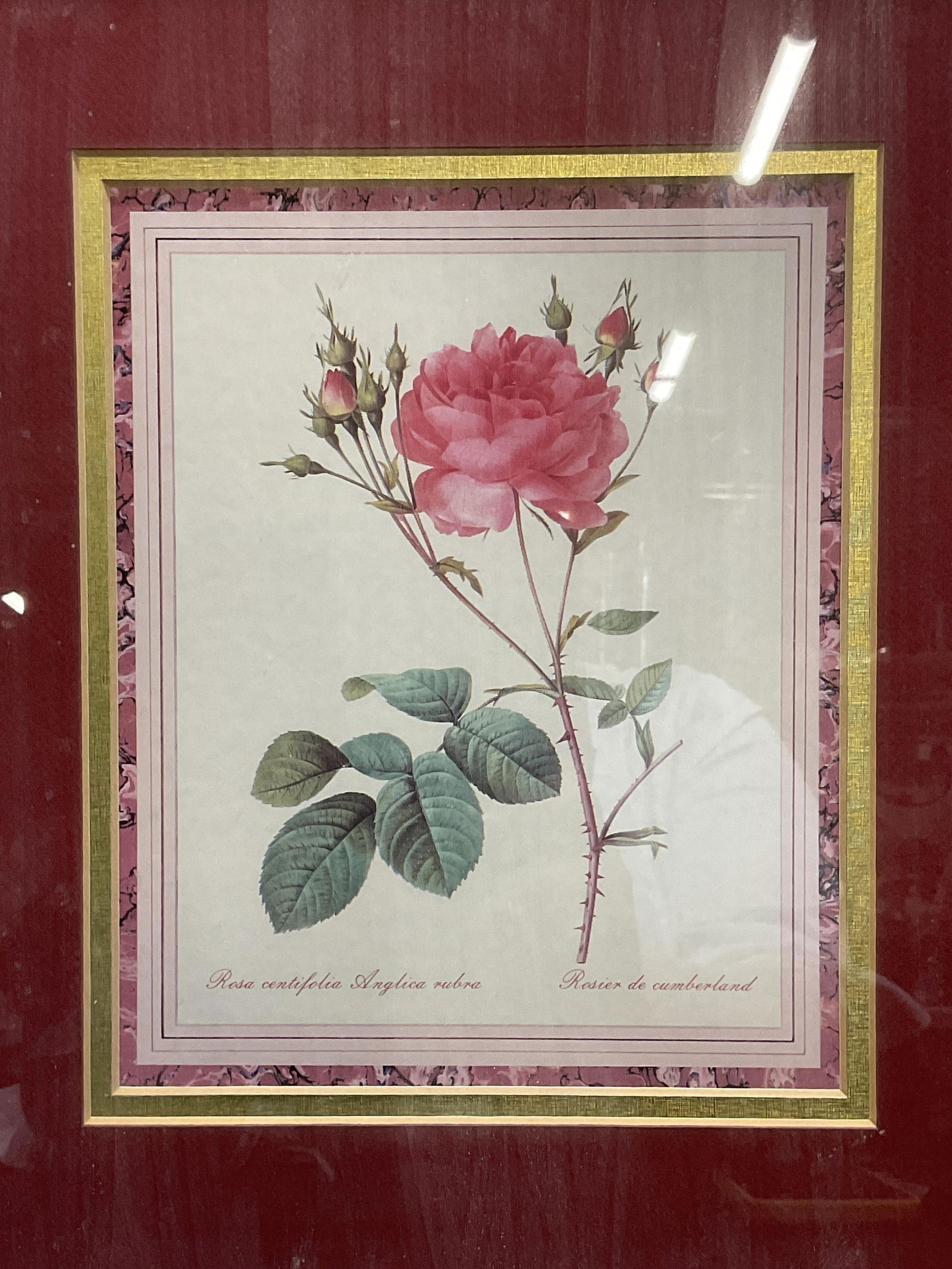 Framed After Redoute Rosebush Lithograph (1 of 6)