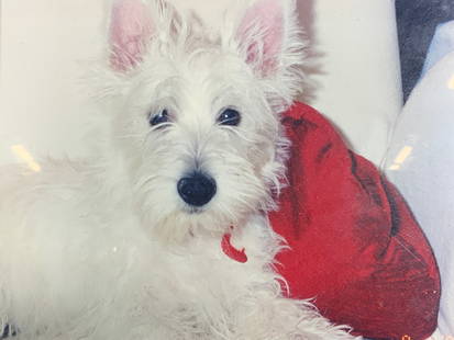 Framed Vintage Little Westie Photograph: Photograph on paper. Subject depicts a little westie lying on a white couch with a red pillow. Framed in a black wooden frame. Frame measures approx. 13 W x 11 H in. Window measures approx. 9.5 W