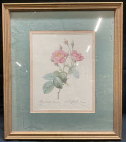 After Redoute Anemone Flowered Rose Litho (1 of 6)
