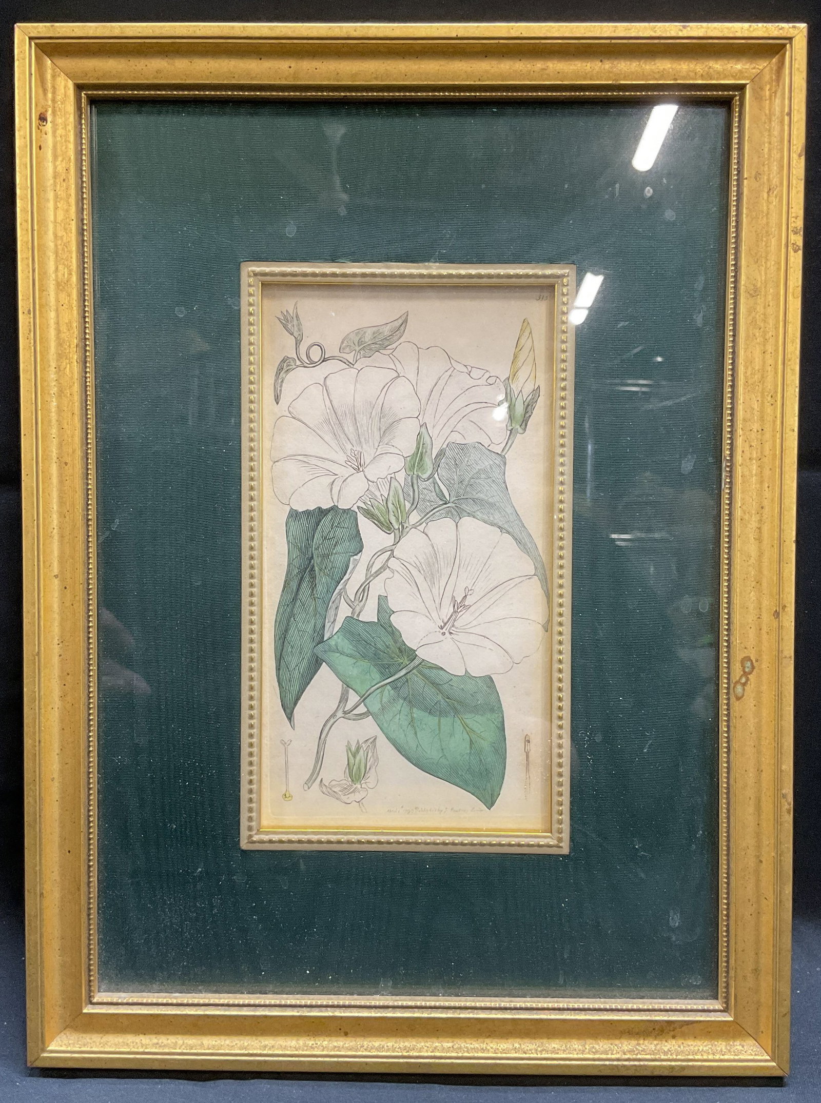 Antique Framed J Sowerby Botanical Engraving (1 of 6)