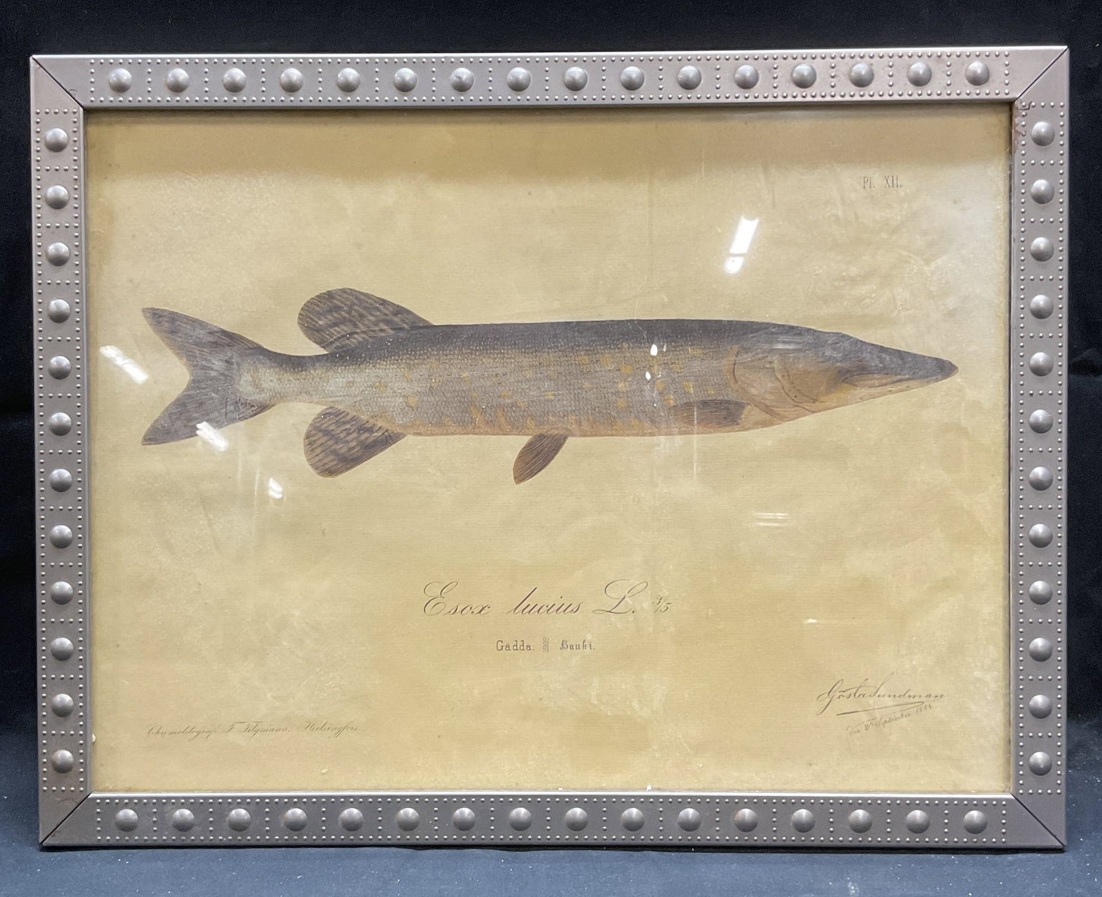 After Gosta Sundman Northern Pike Lithograph: Framed lithograph print after Gosta Sundman. Esox Lucius, Northern Pike, taxonomical print. Framed in silver tone metal frame. Not examined out of frame. Label on frame verso reads Printed exclusively