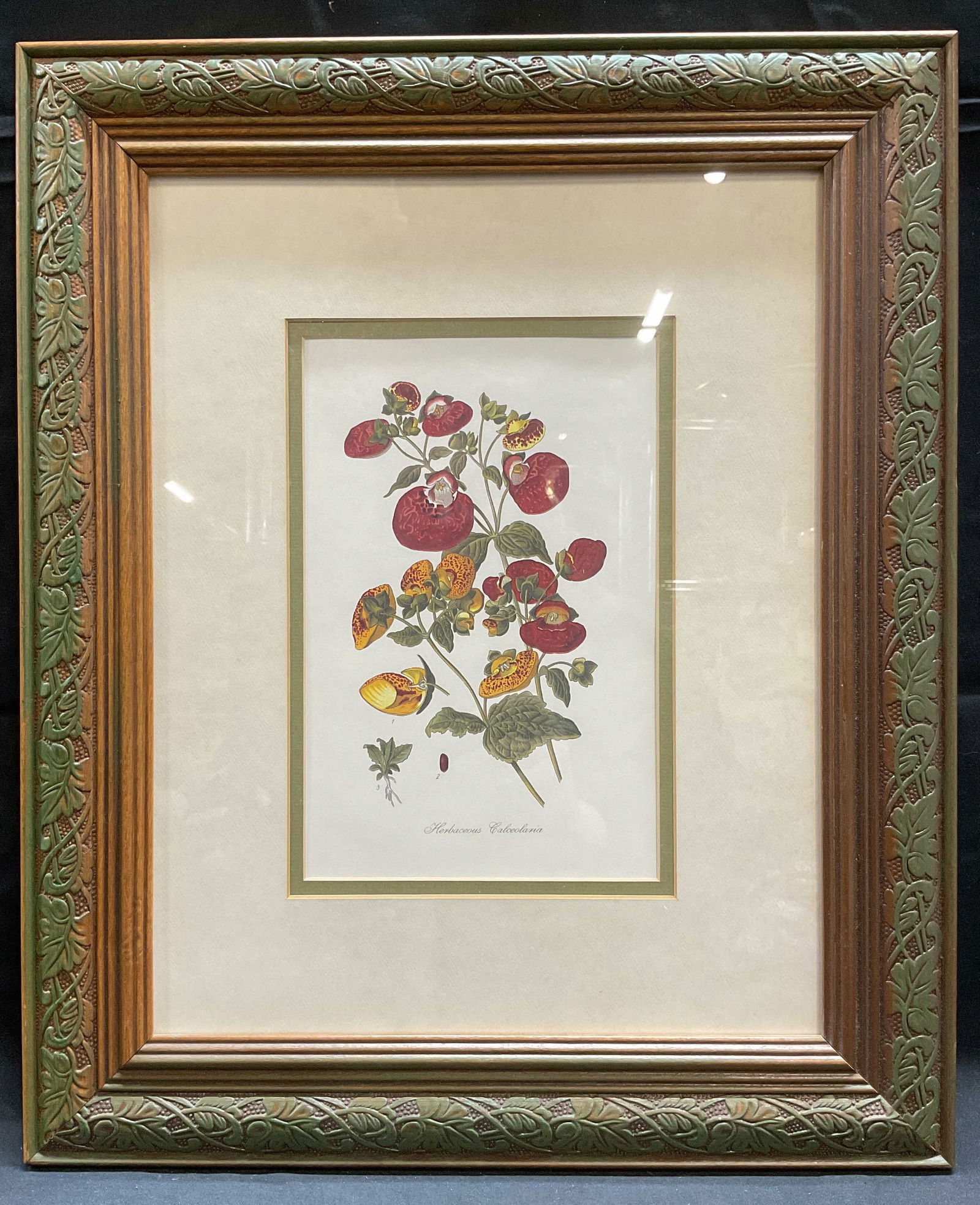 Framed Herbaceous Calceolaria Flower Lithograph (1 of 6)
