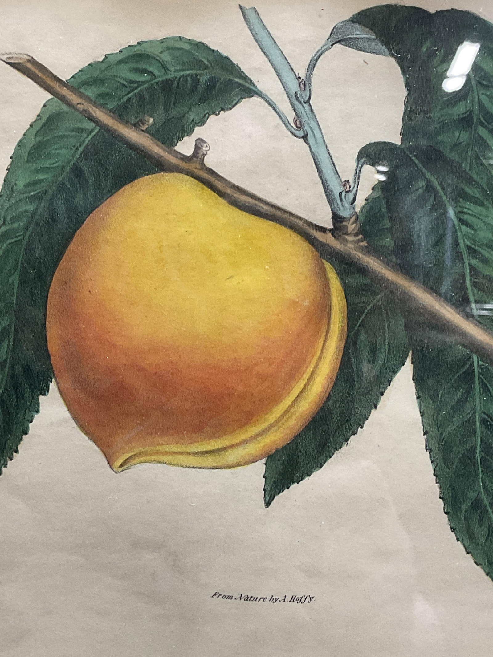 Framed Hoffy Peach Clingstone Botanical Lithograph (1 of 6)