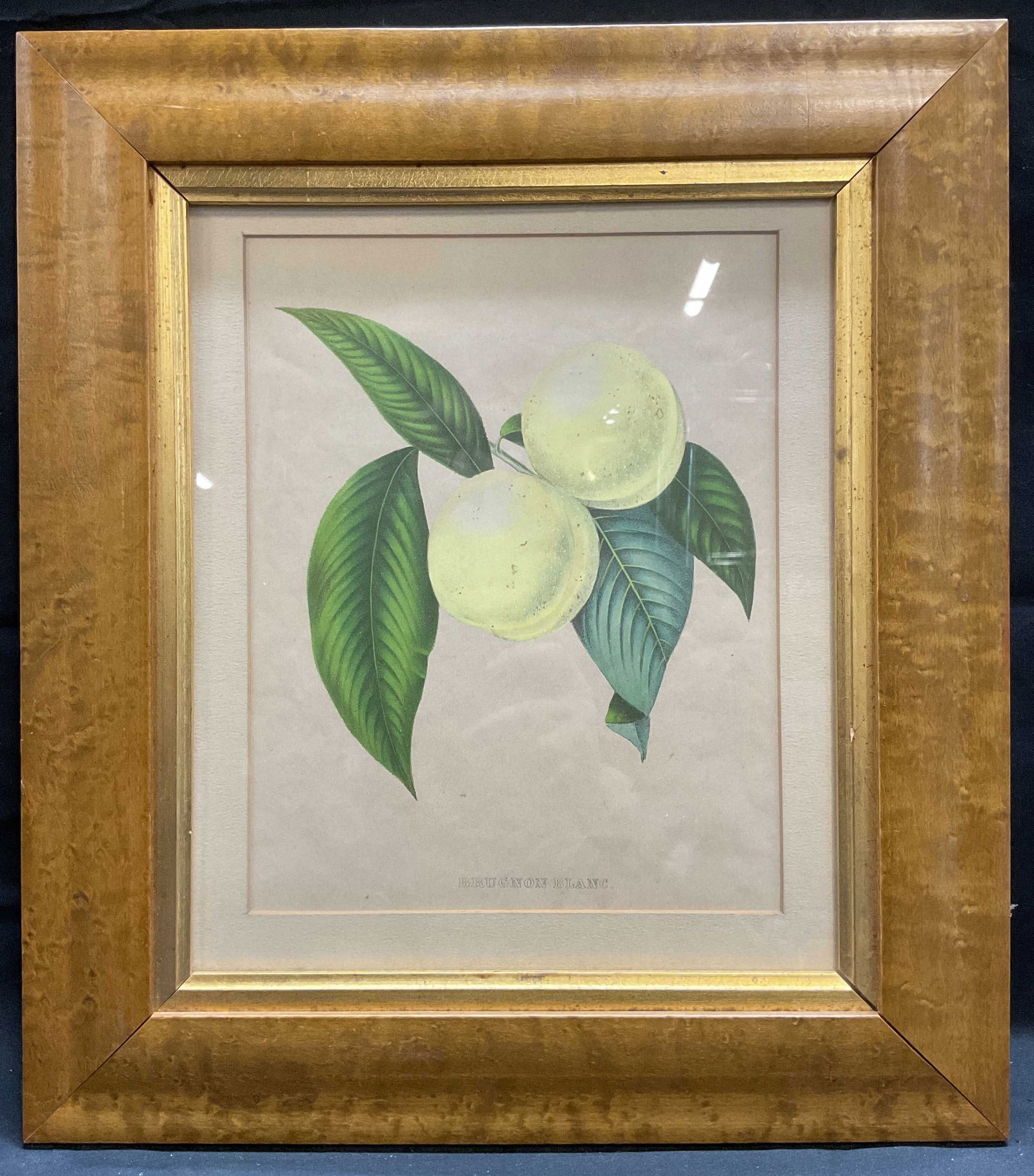 Antique Framed Brugnon Blanc Botanical Litho (1 of 6)