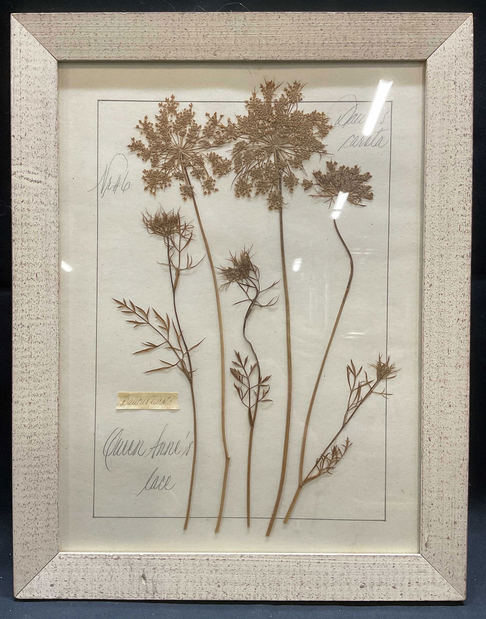 Framed Kristina Fine Pressed Flower Specimen (1 of 6)